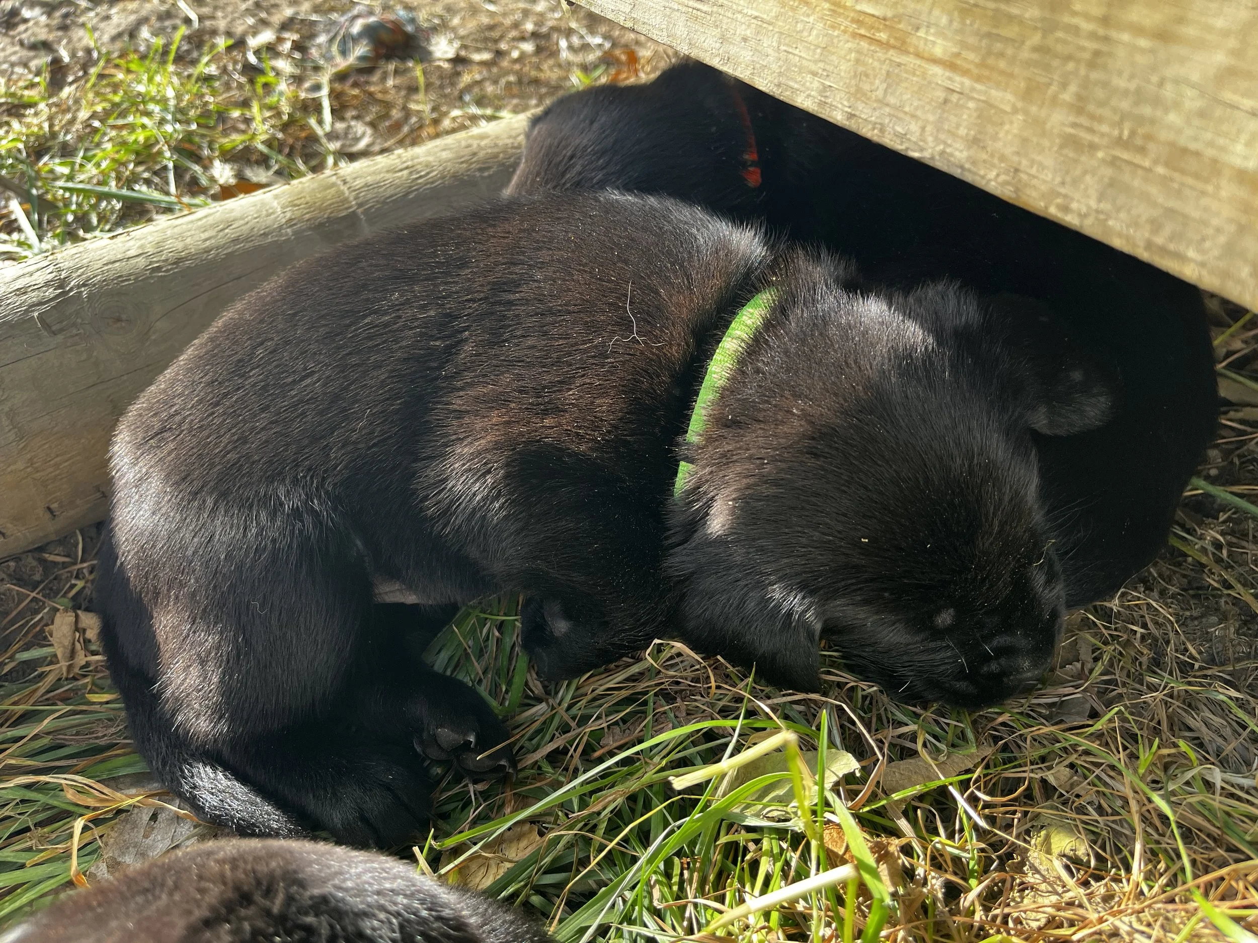 Black puppy with a green collar lying in grass and under a wooden structure.