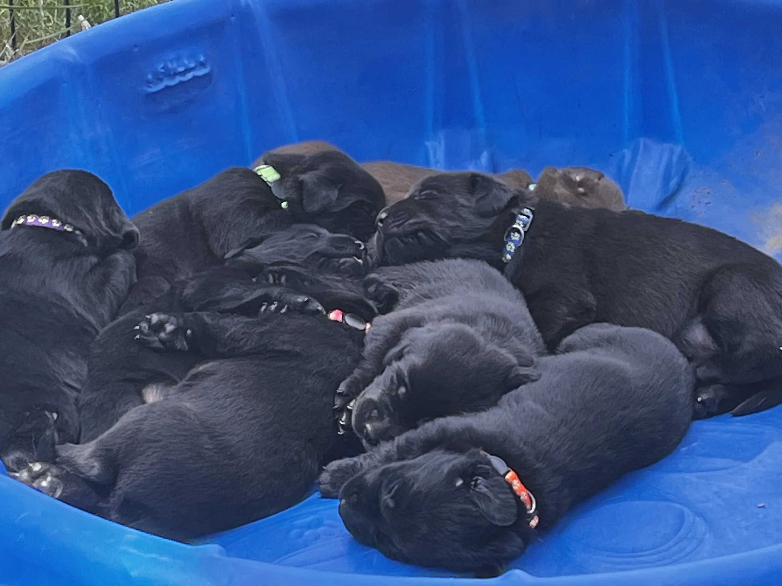 Several black Labrador puppies sleeping closely together on a blue surface.
