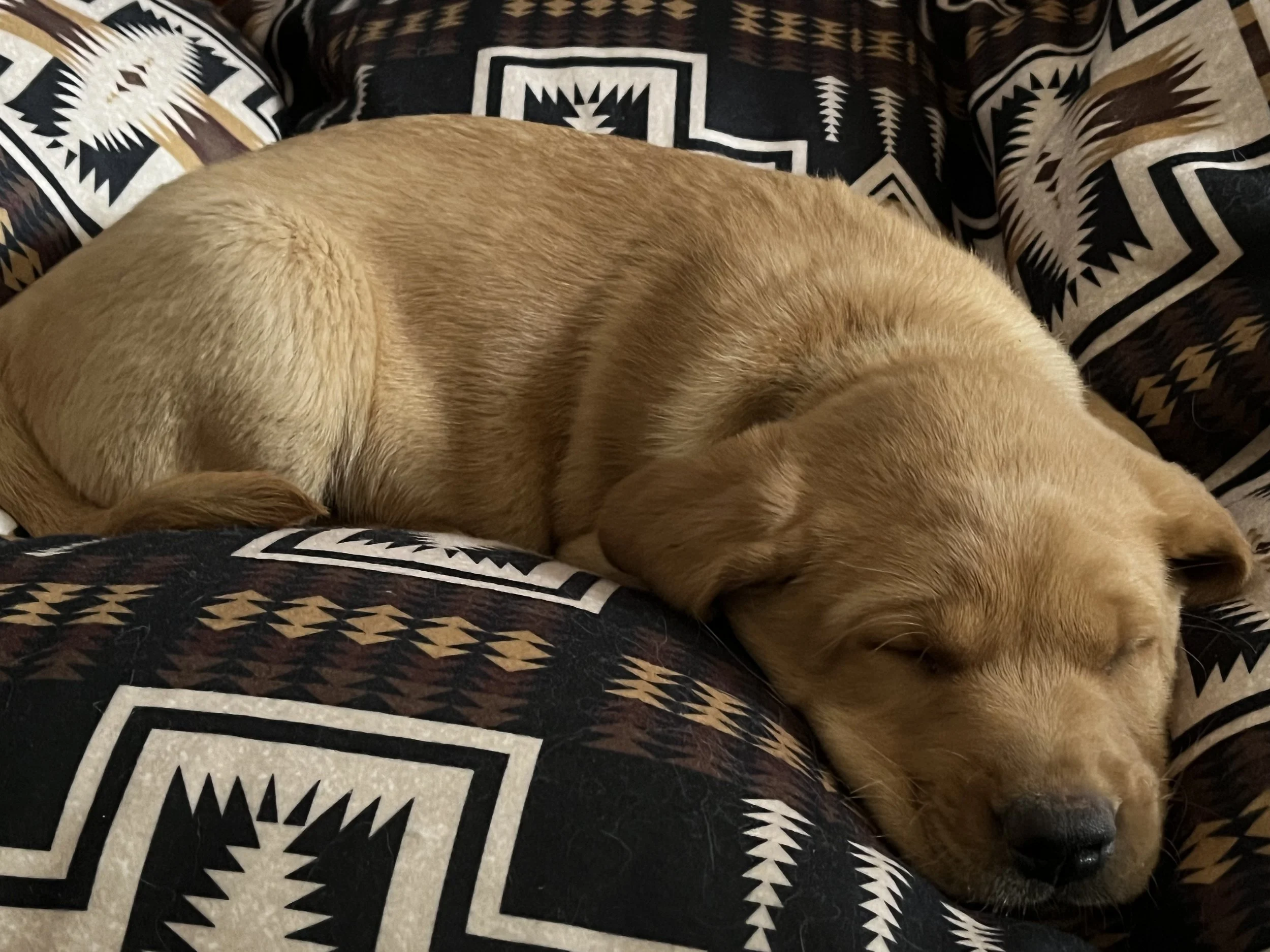 A golden retriever dog lying down on a patterned blanket or pillow. The dog's body is relaxed and partially curled, with visible fur texture and a backyard or outdoor setting reflected in the background.