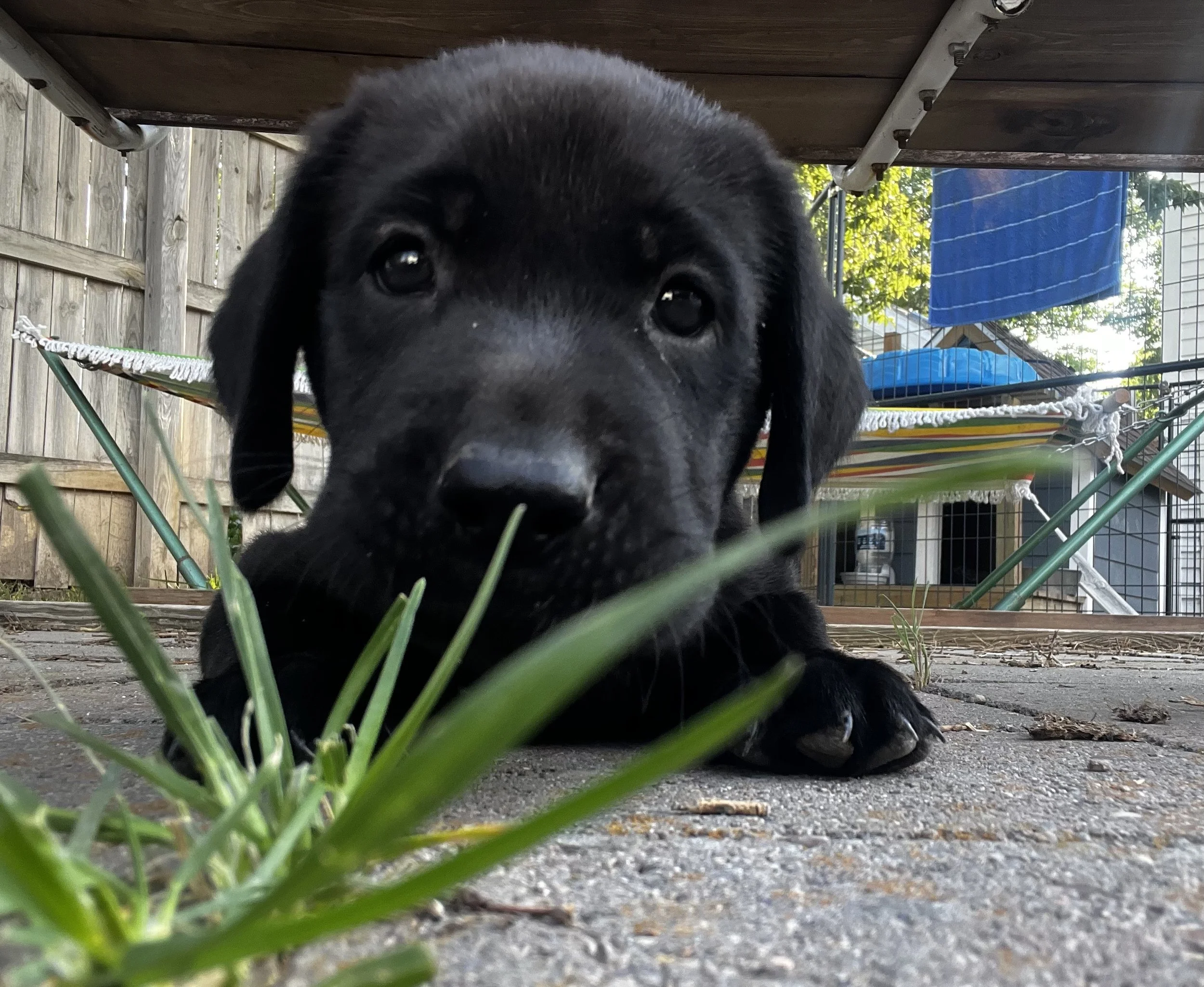 Black puppy lying on ground under a wooden table with a hammock and fence in the background, and grass in the foreground.