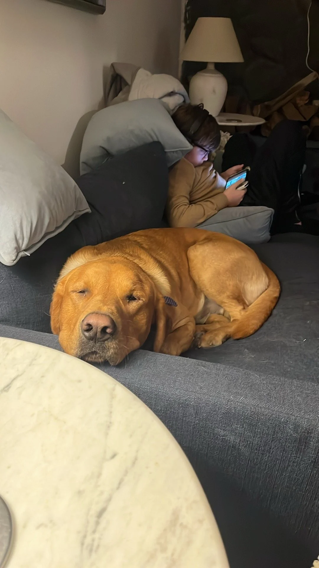A brown dog is sleeping on a black couch, resting its head on the cushion with a relaxed expression. In the background, a person with glasses and a brown jacket is lying back on pillows, looking at a smartphone. There is a cream-colored table and a l