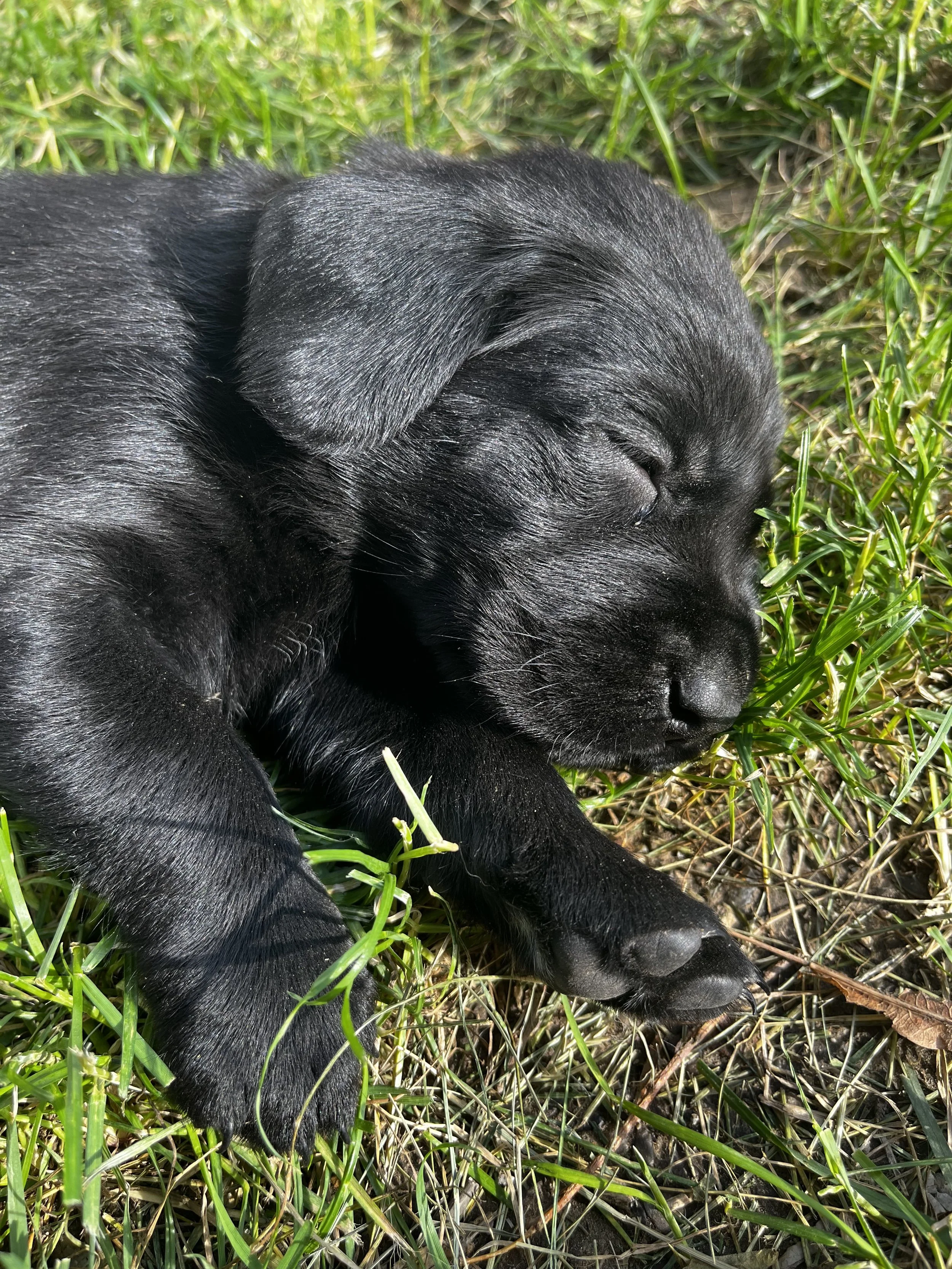 Close-up of a black puppy sleeping on grass with its head resting on the ground and eyes closed.