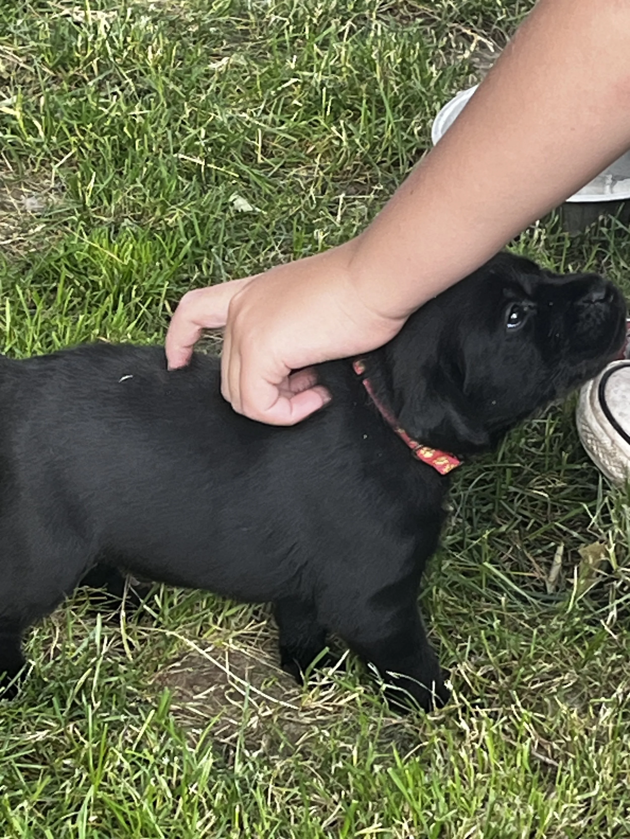 A black puppy lying on grass being petted by a person's hand with a visible arm, wearing a red collar with a pattern.