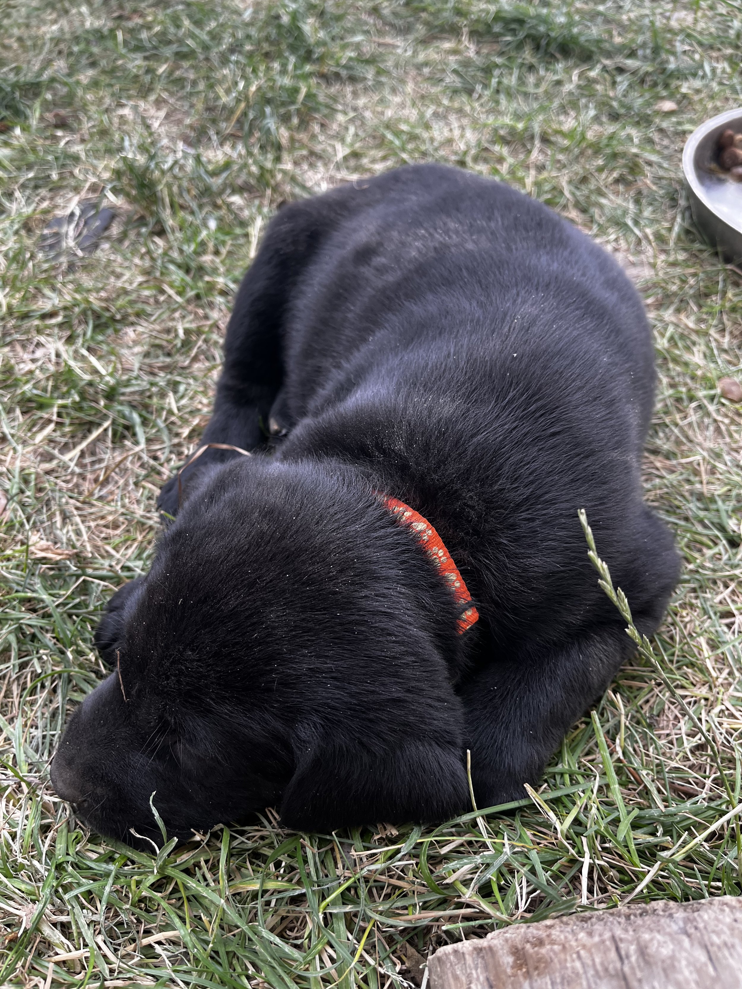 A black puppy with a red collar lying on grass.