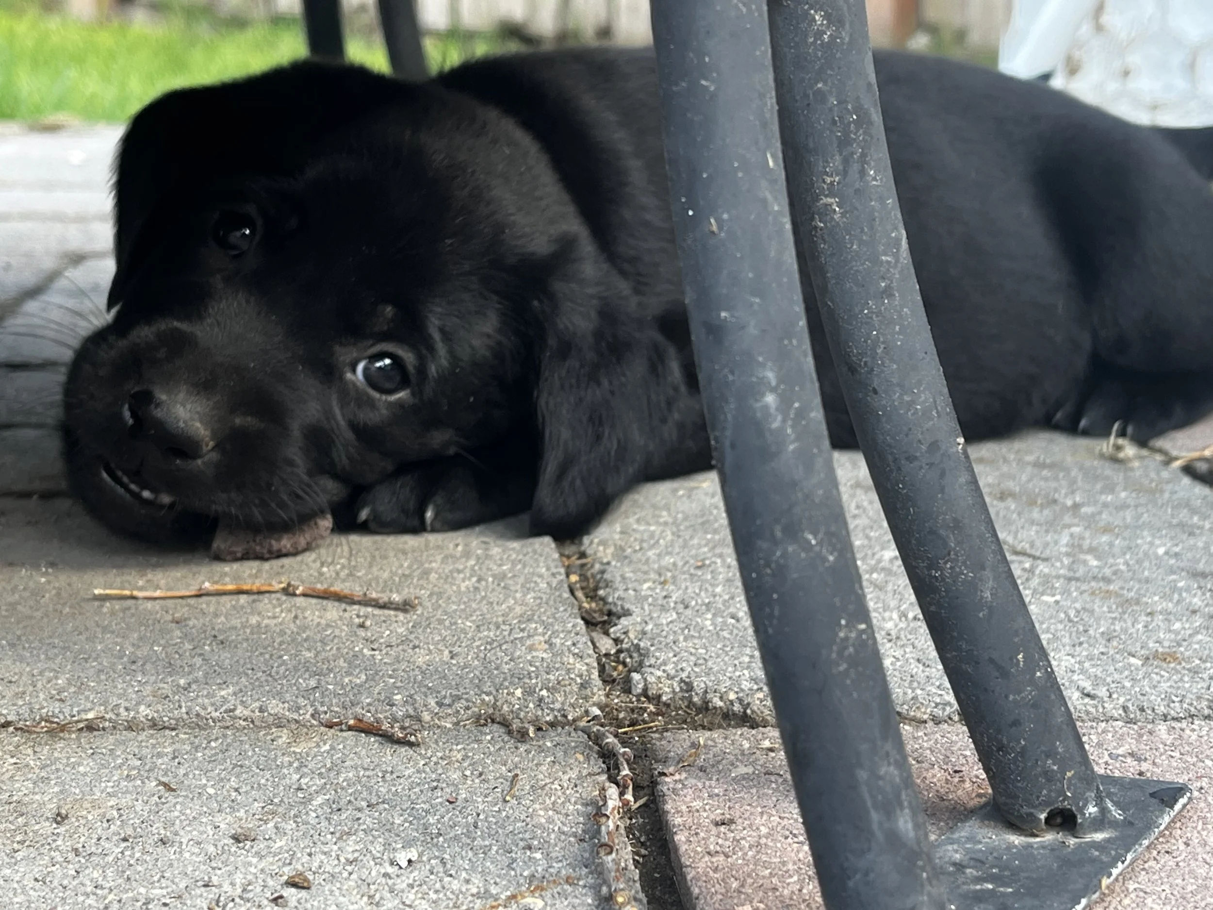 A black puppy lying on the ground under outdoor furniture, with some green grass and blurred background visible.