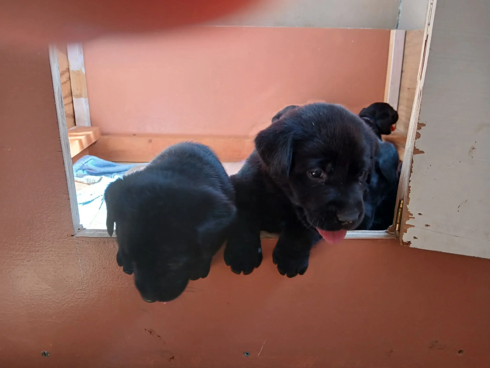 Multiple black puppies inside a small enclosure with a pinkish-orange wall and a wood plank frame. One puppy is looking towards the camera with its tongue out.