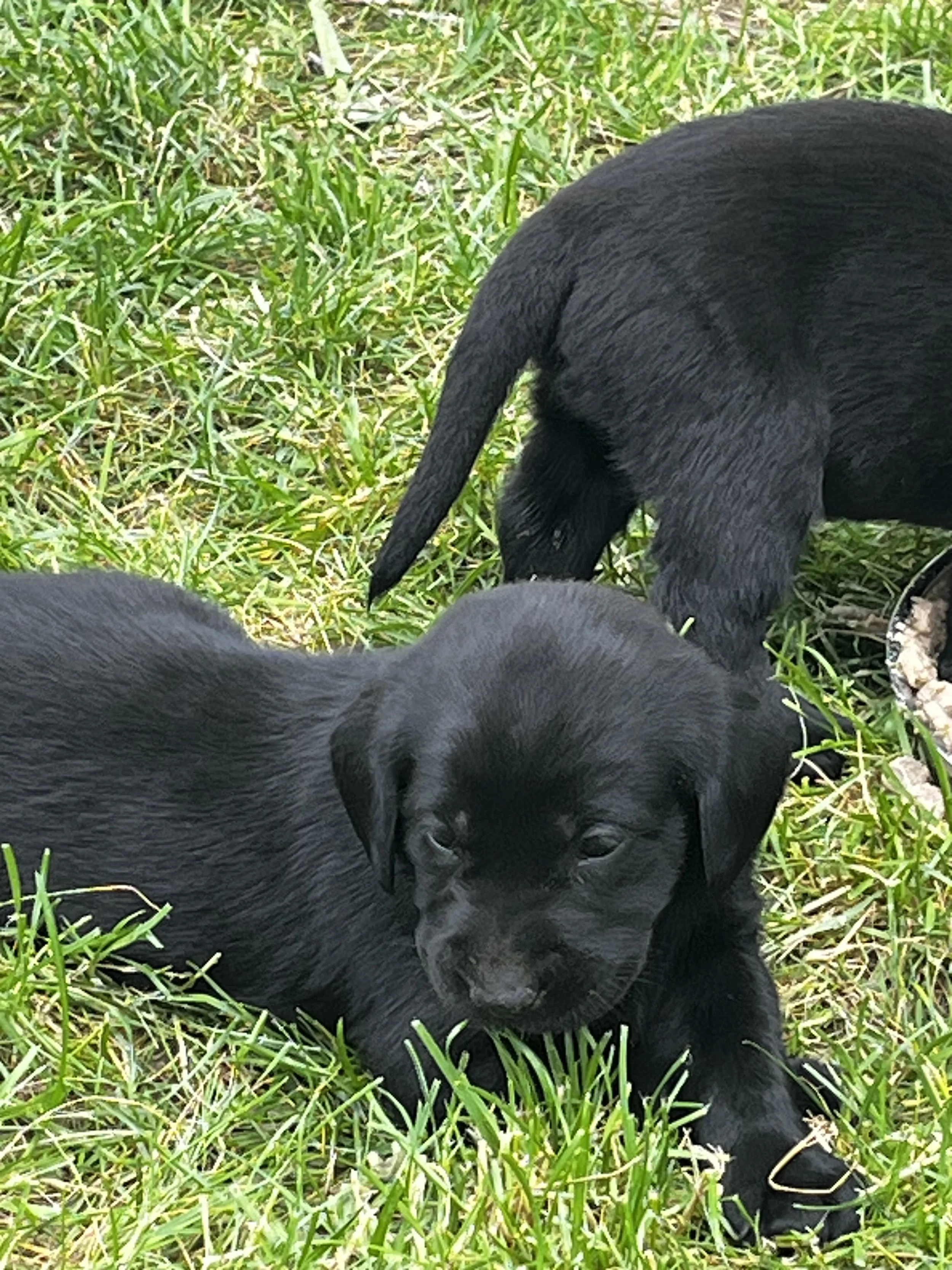 A black puppy lying on green grass with another similar dog partially visible.