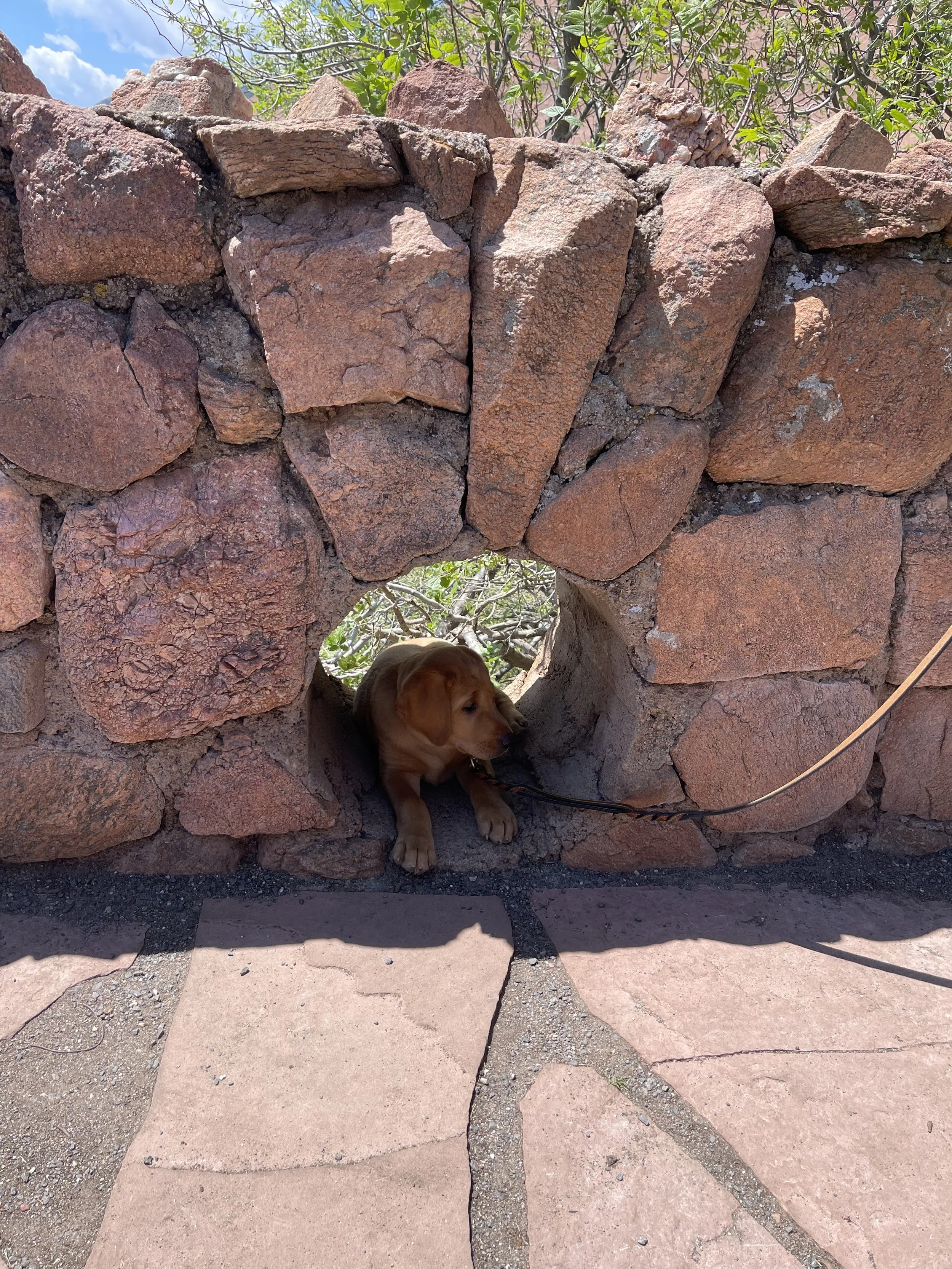 A small brown puppy with floppy ears and a leash is sitting and resting inside a small stone archway made of large, uneven red and pink stones. The archway is part of a rustic stone wall, and green bushes and trees are visible above it under a blue s