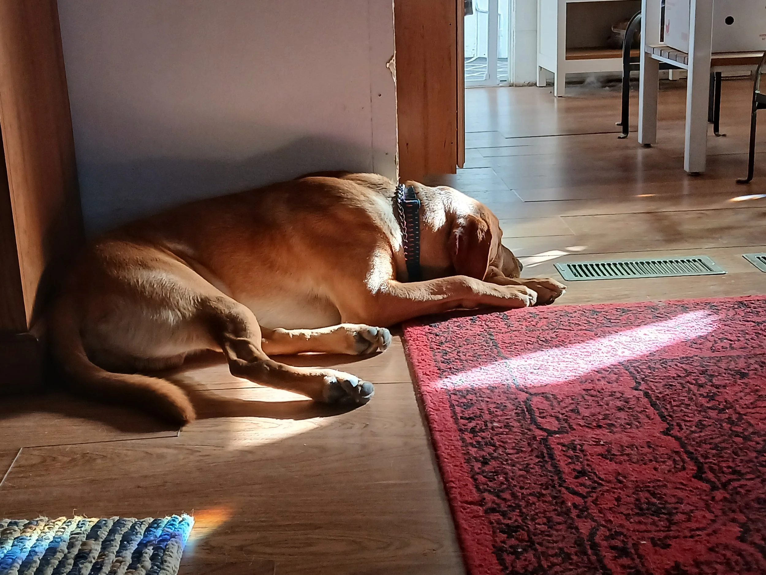 A brown dog with a black collar lying down on the wooden floor of a house, partially under a piece of furniture. There is sunlight coming in through a doorway, illuminating part of the room and the dog.