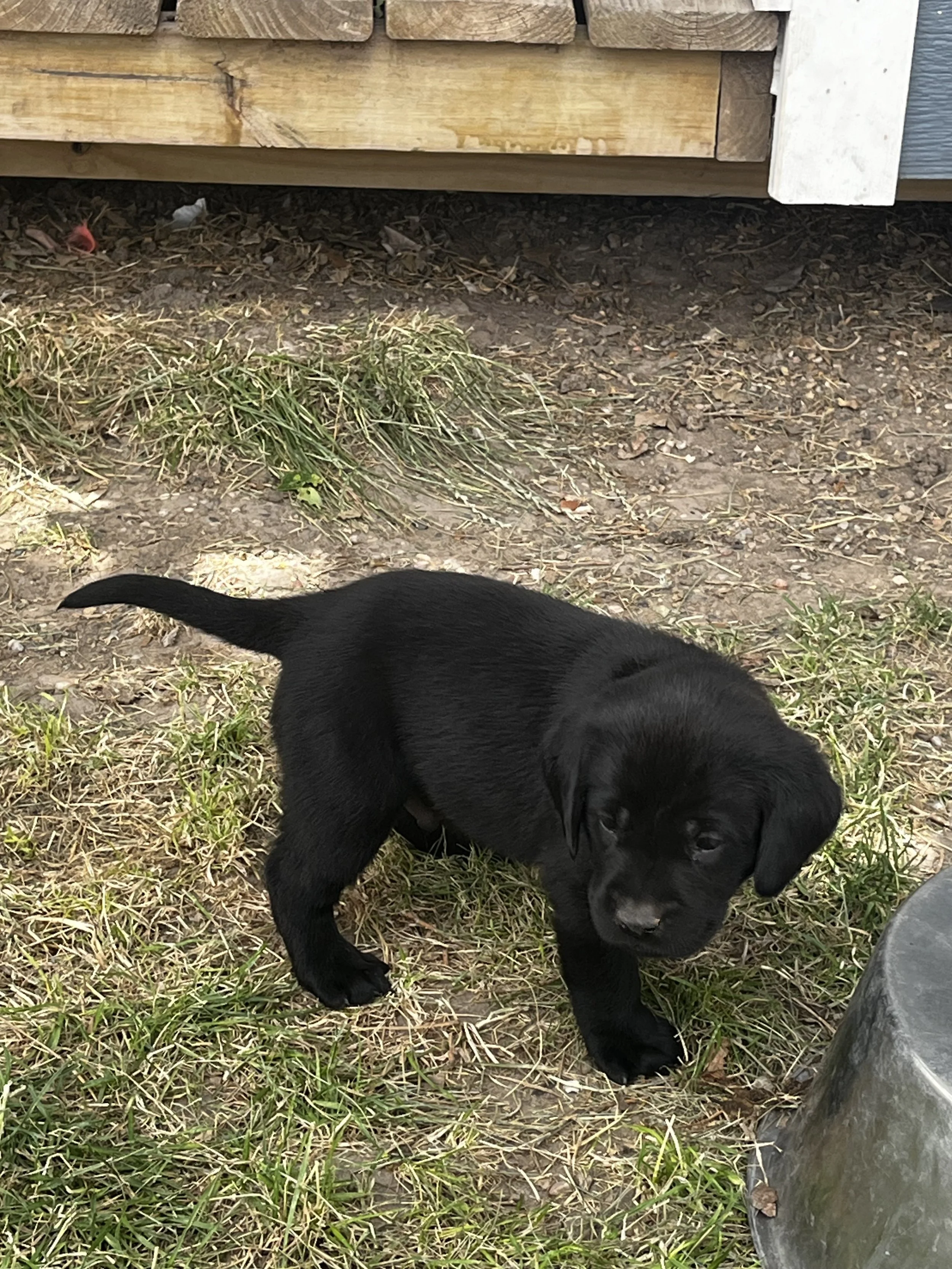 Black puppy walking outdoors near grass and dirt, with a wooden structure in the background.