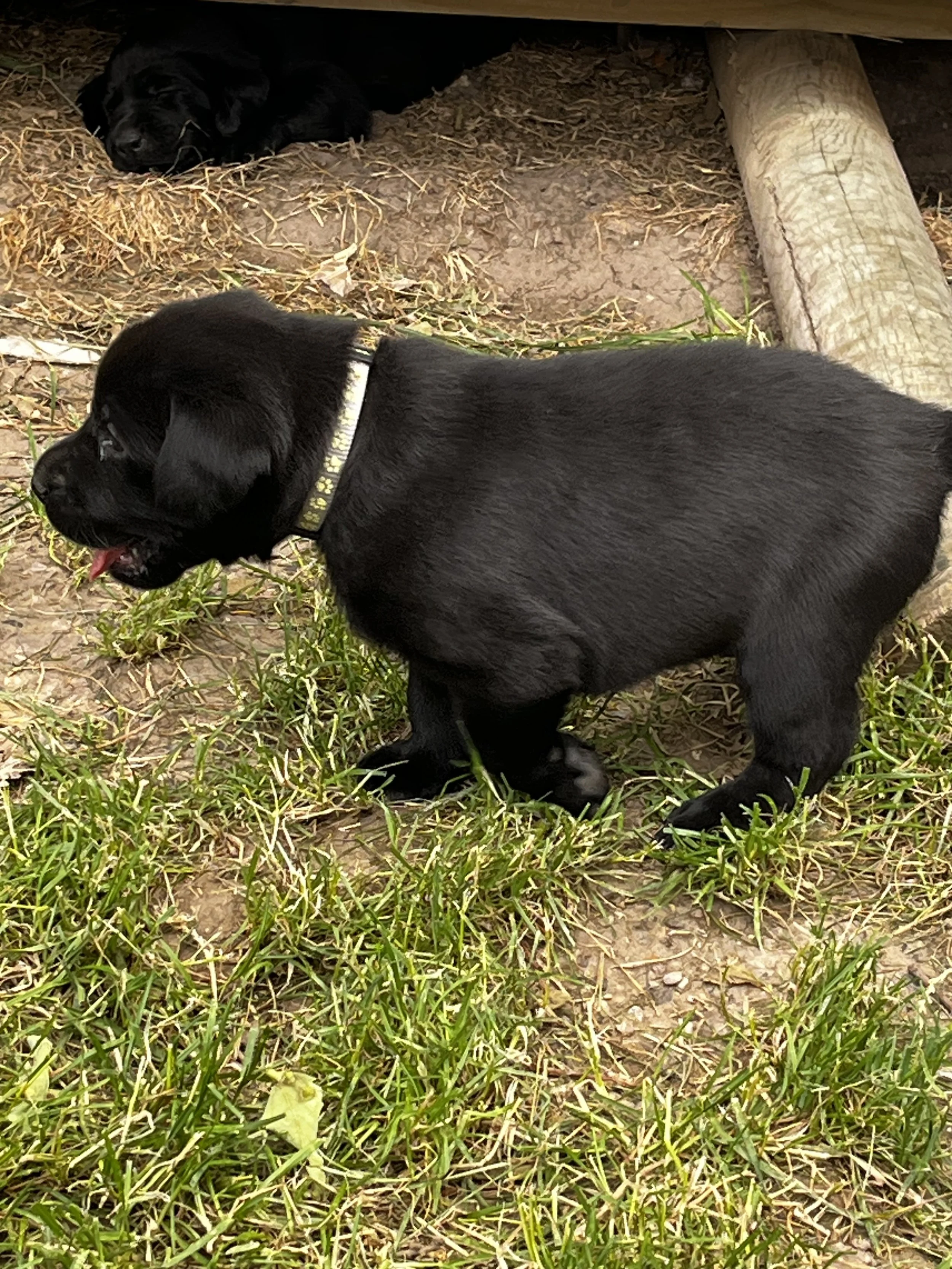 Two black puppies with short hair. One puppy is lying down, sleeping underneath a wooden structure, and the other puppy is standing with its tongue hanging out. The ground is covered with grass, and there is a wooden log and dirt in the background.