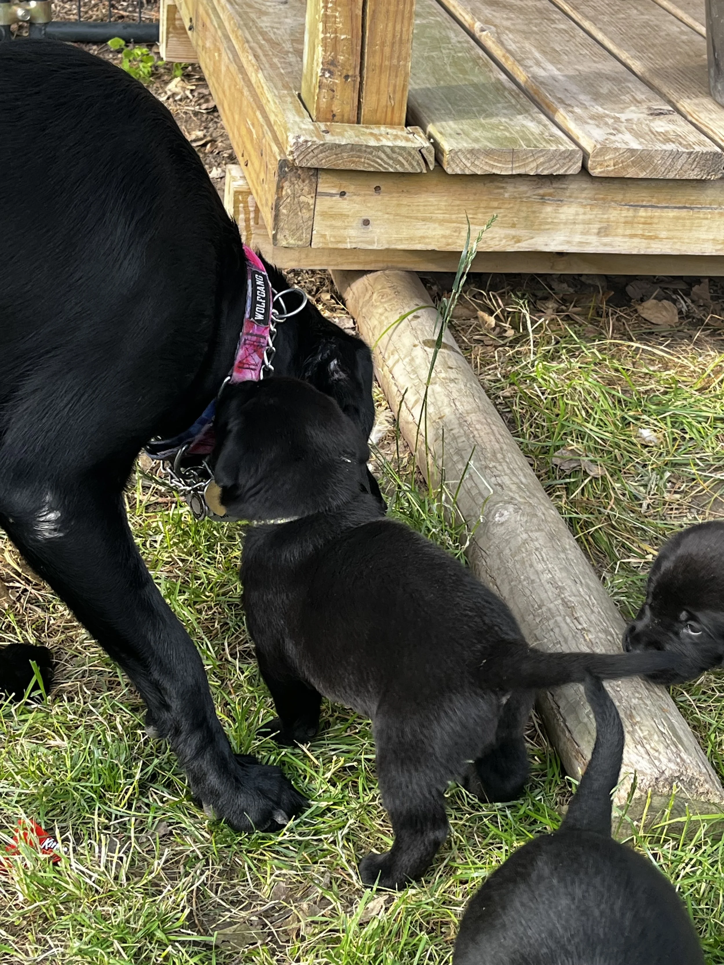 Multiple black puppies deeking and playing near a wooden structure, with grass and leaves on the ground.