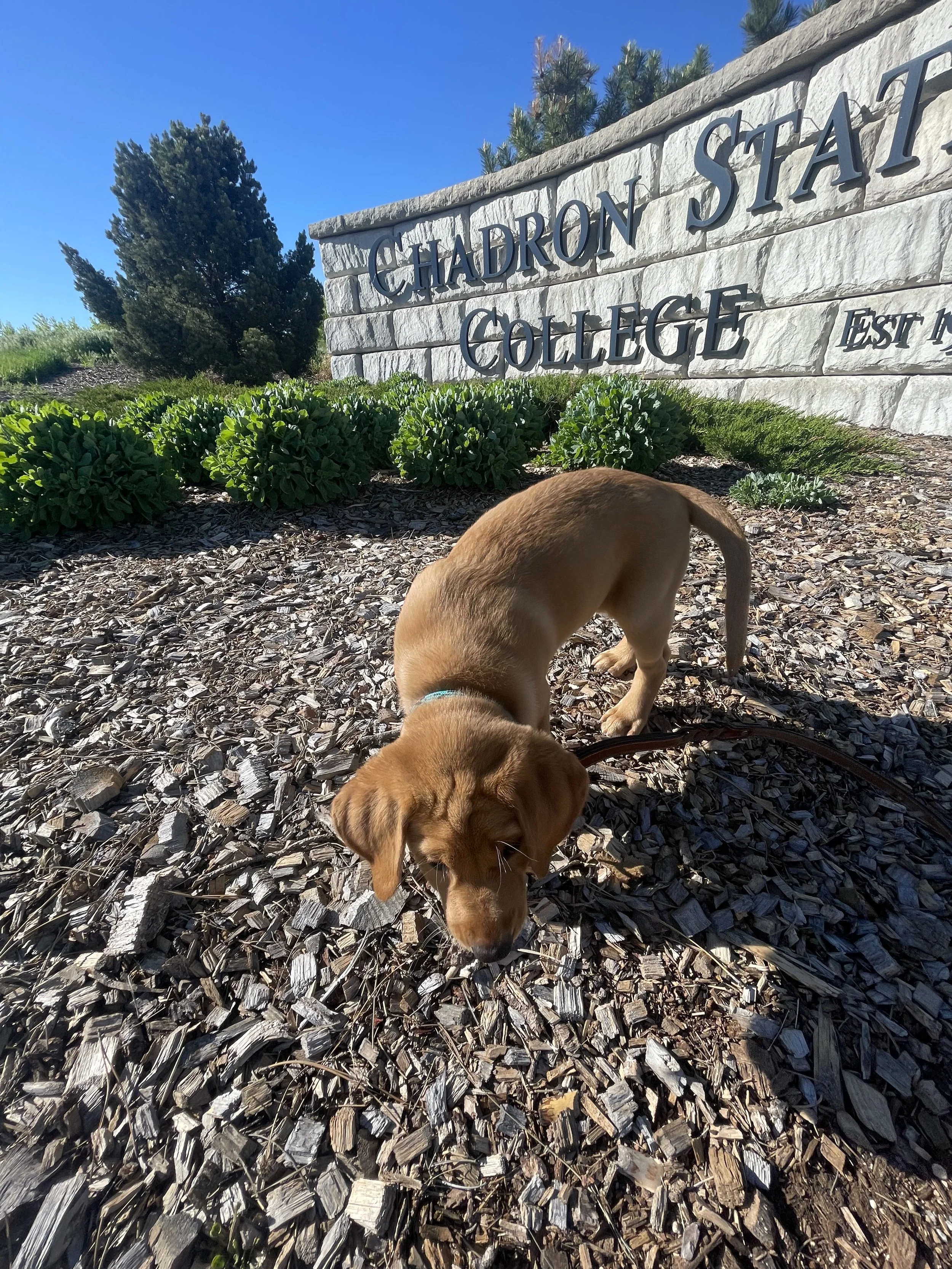 A brown puppy with a blue collar sniffing the wood chips ground in front of a stone sign for Chadrón State College.
