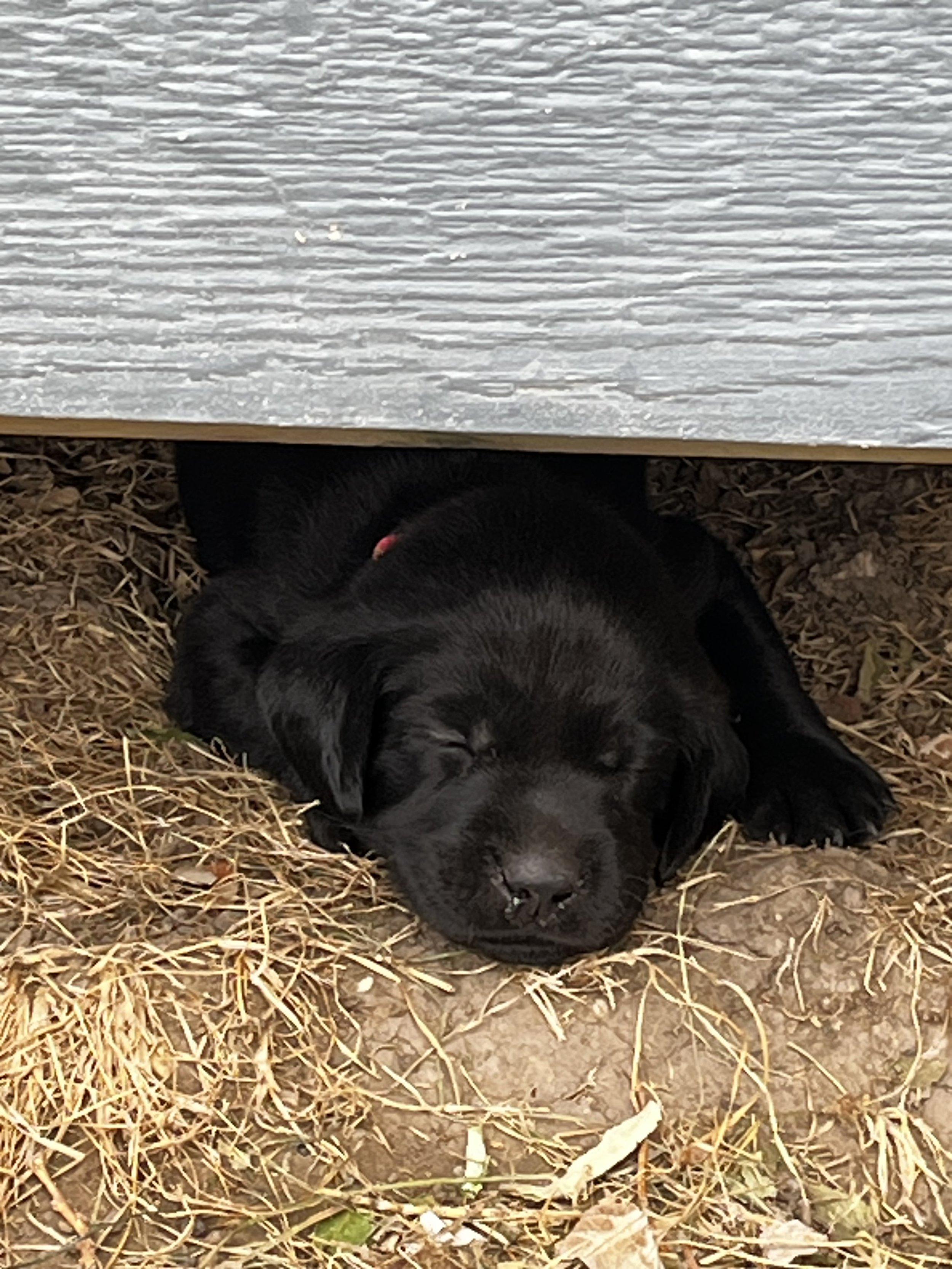 Black puppy sleeping on straw ground under a wooden deck. The puppy has a pink collar.