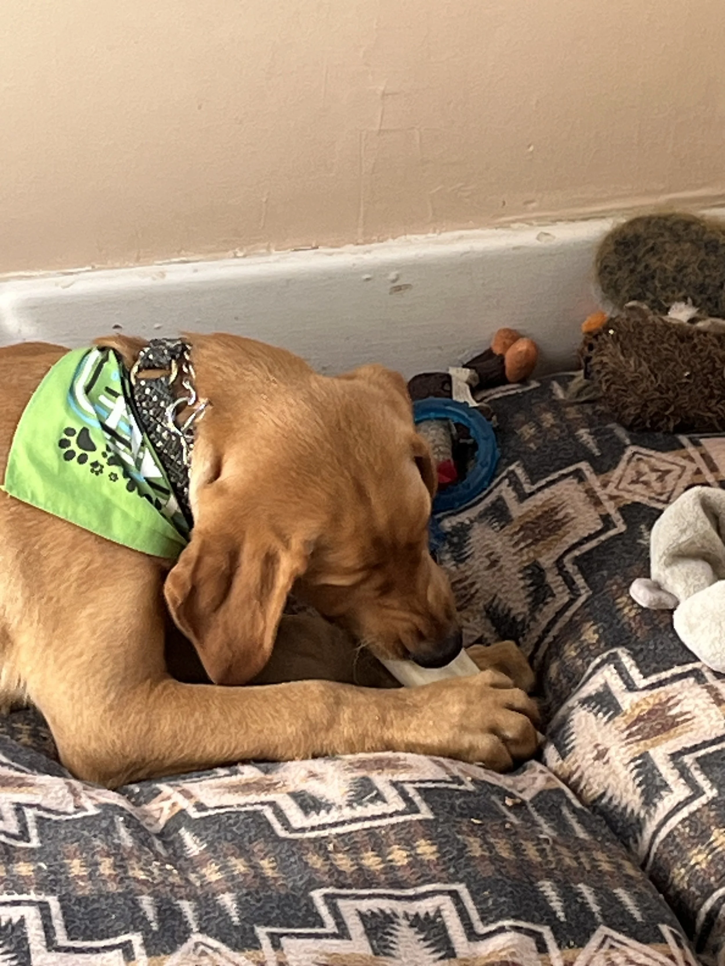 A brown dog with long ears lying on a patterned blanket, wearing a green bandana, next to two small plush toys on the floor.