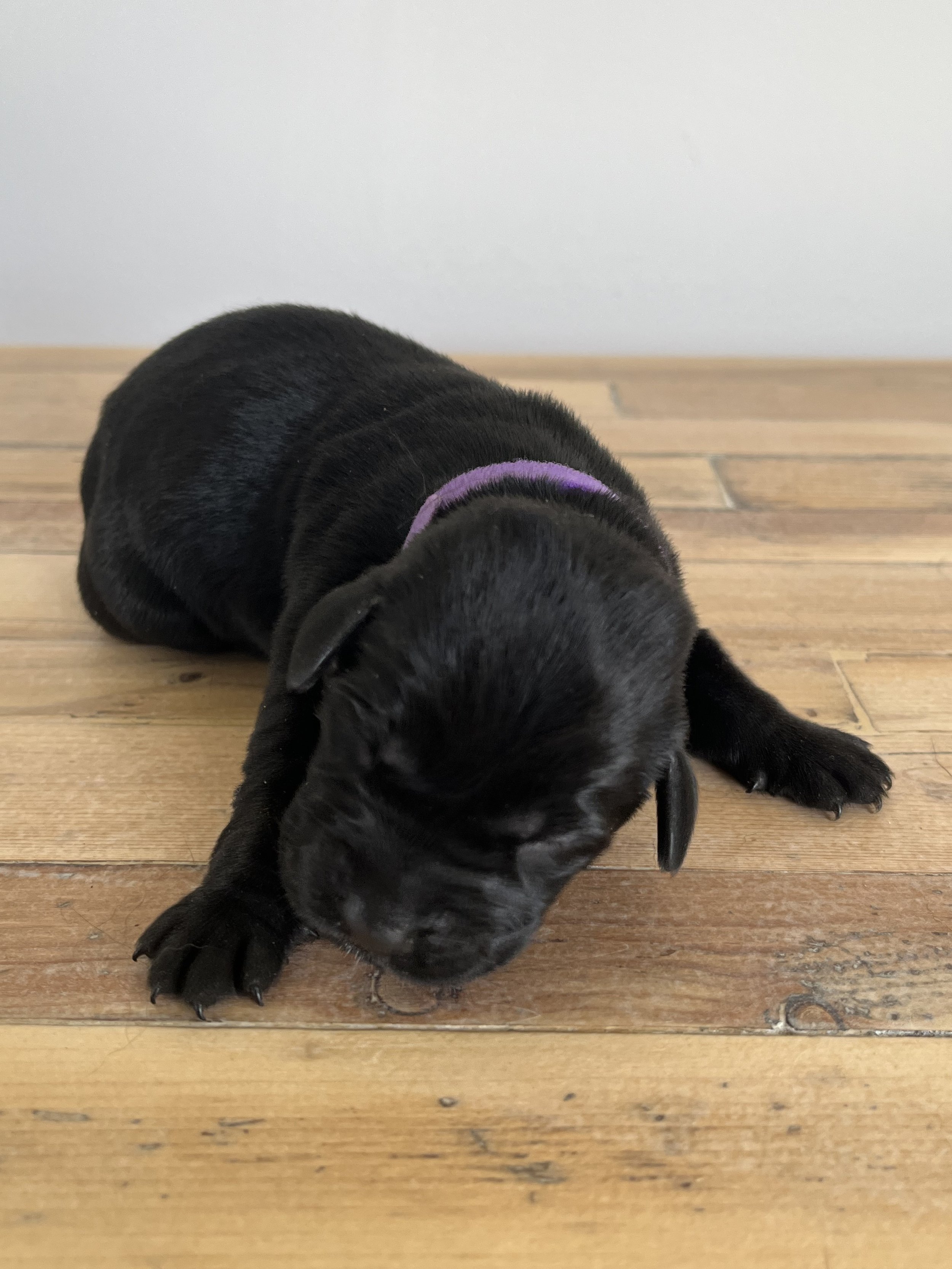 Venus WIlliams - purple collar
