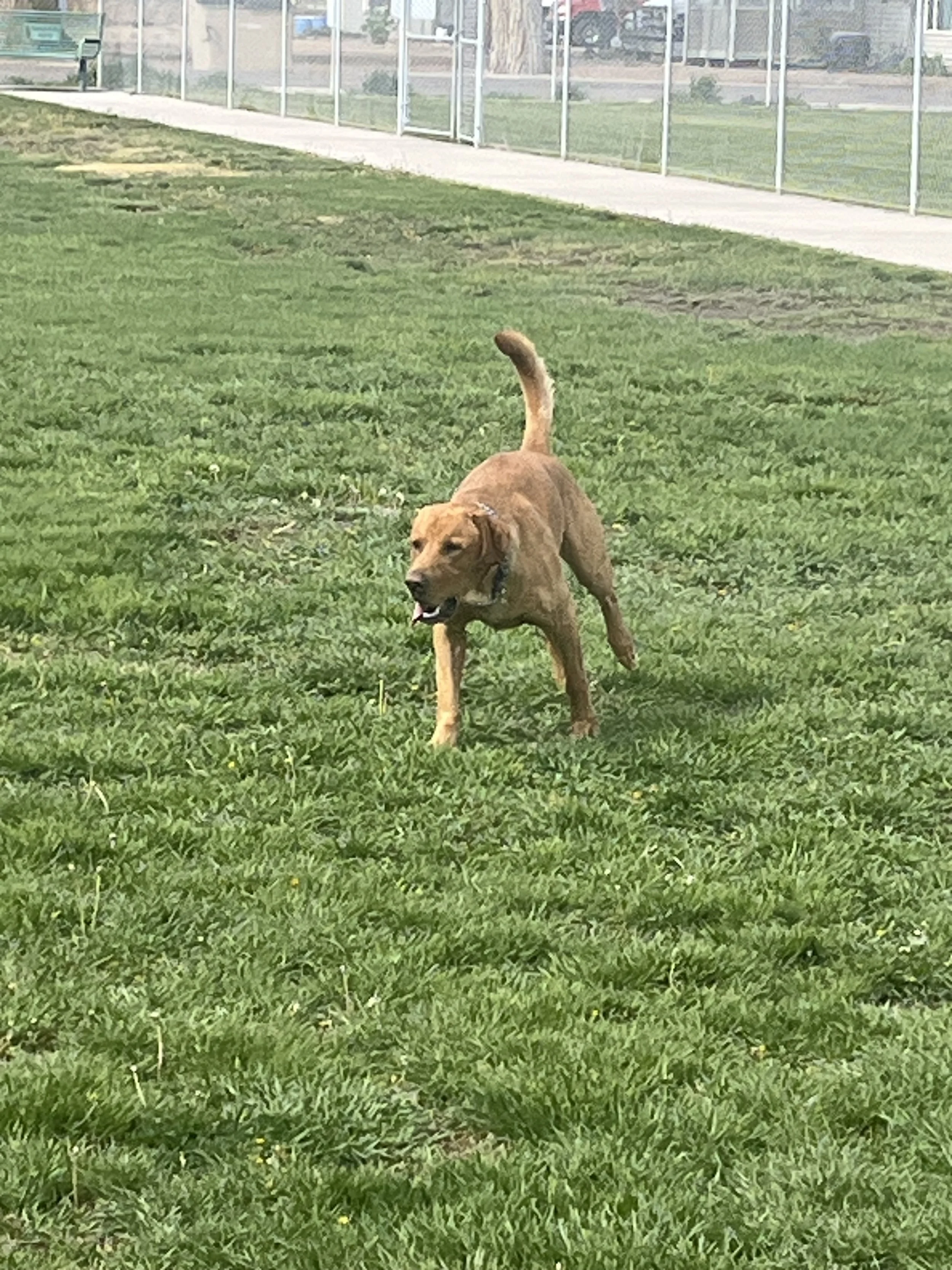 A brown dog running on a grassy field with a chain collar, near a fenced area and a sidewalk.