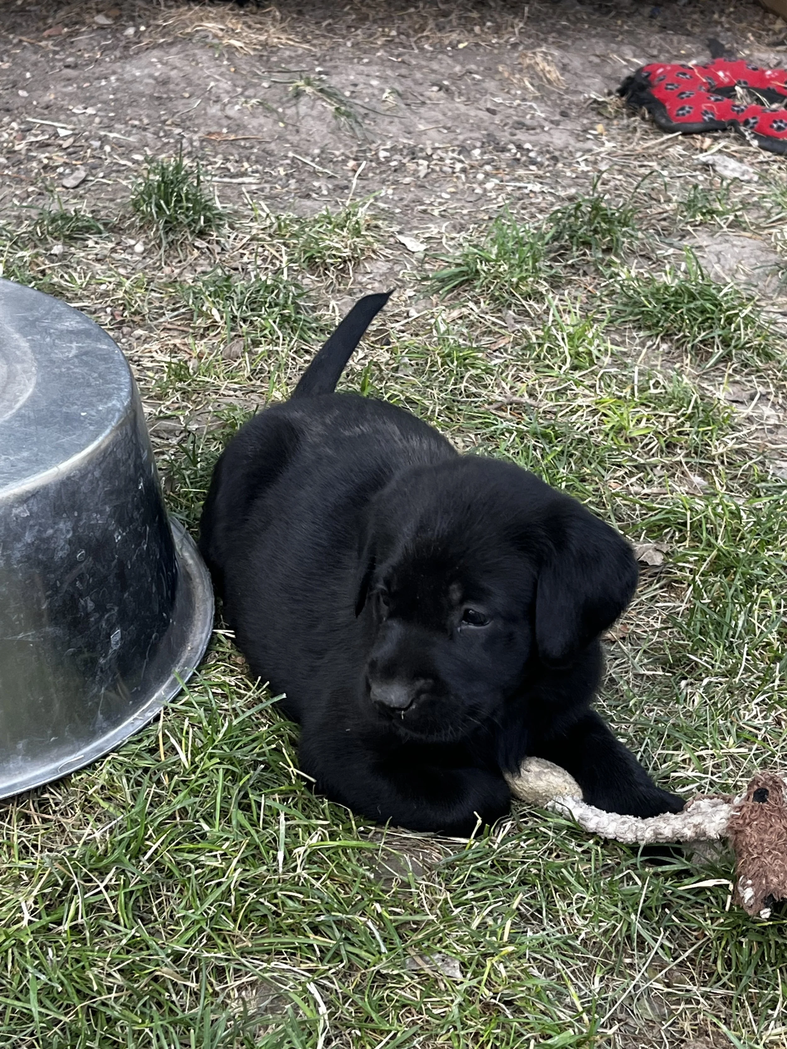 A black puppy lying on grass next to a metal feeding bowl, with a stuffed animal and scattered grass in the background.