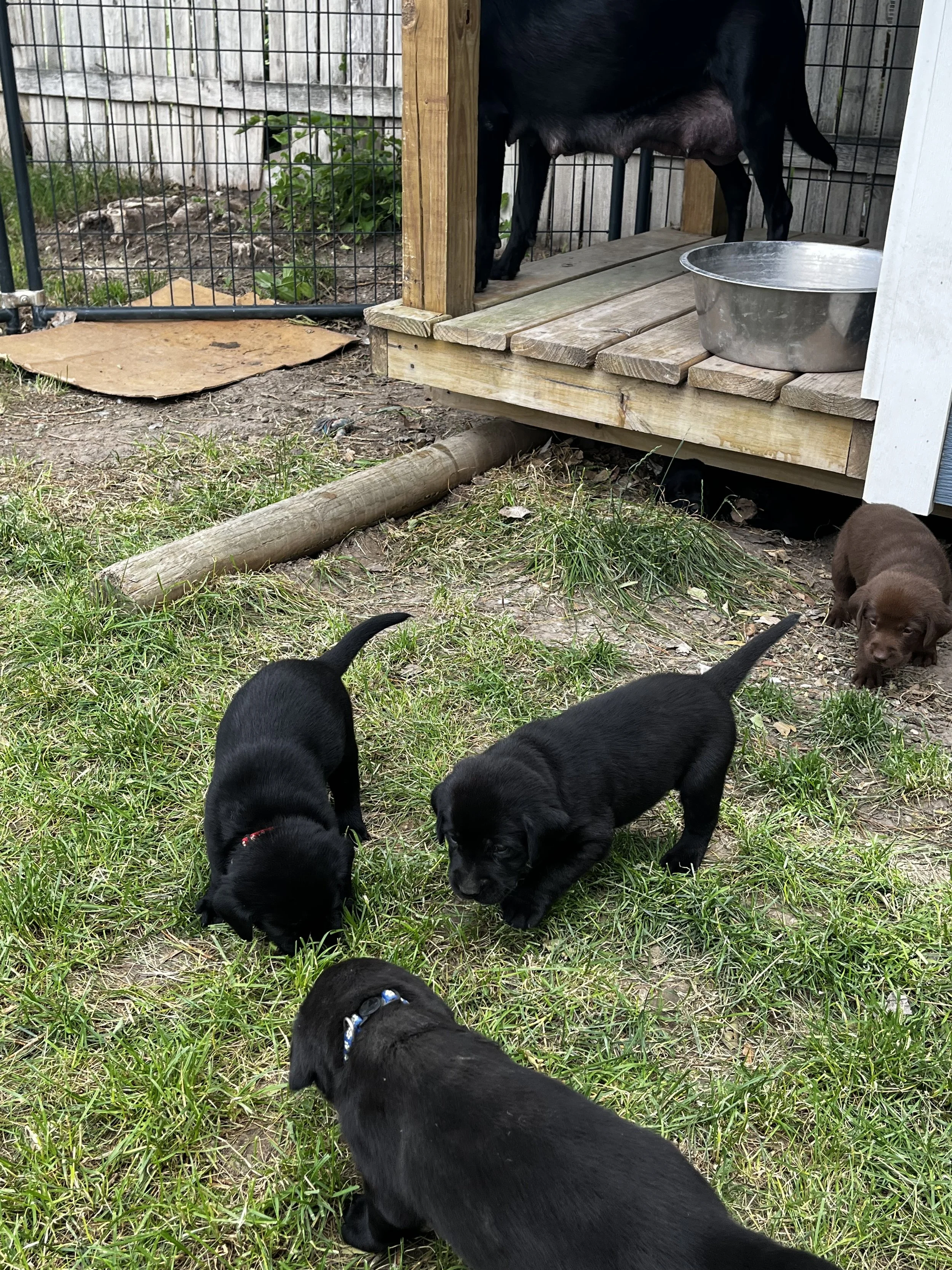 A group of black and brown puppies are outside in a grassy area near a wooden doghouse with a metal water bowl on the porch. Some puppies are sniffing the ground, and others are partially visible.