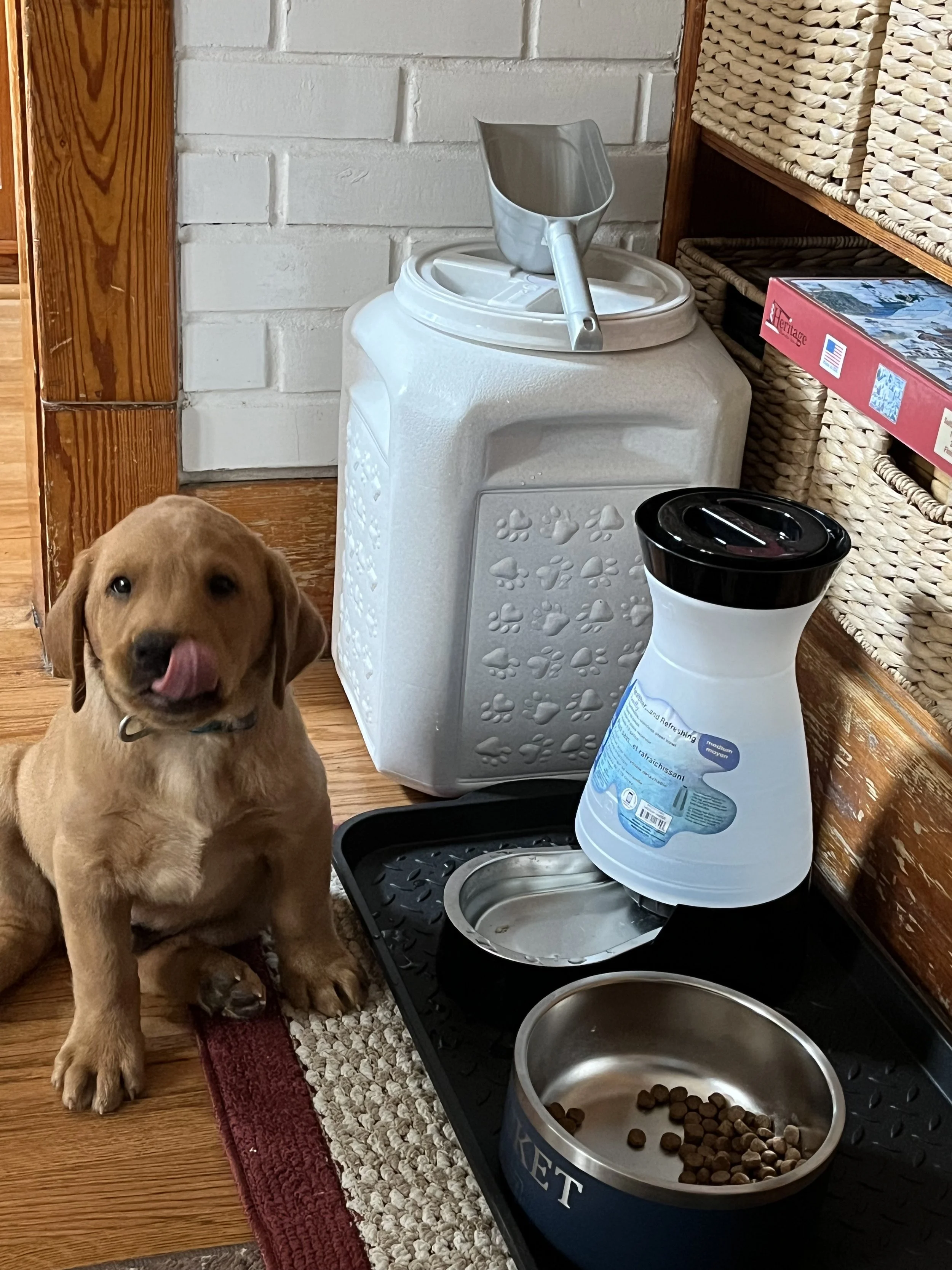 A young brown puppy sitting on a wooden floor in front of a dog feeding station with bowls and a water dispenser. There is a white brick wall, a woven basket shelf, and a box of jigsaw puzzles in the background.