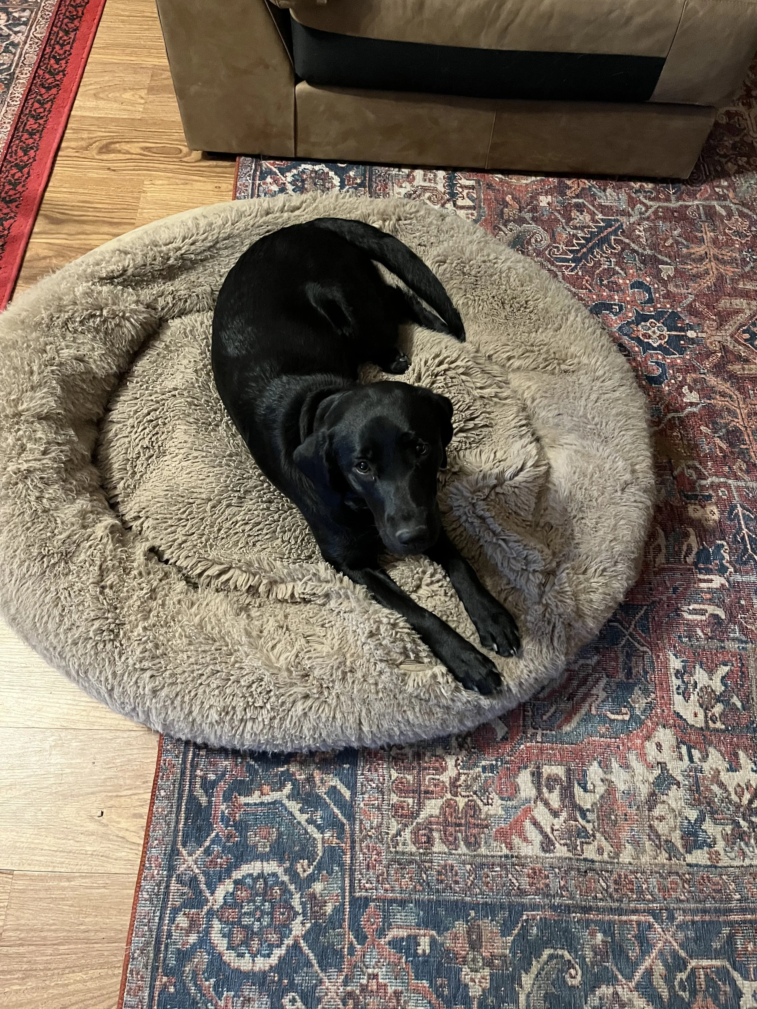 A black dog lying on a round, fluffy, beige pet bed on top of a multicolored traditional patterned rug in a living room. Part of a leather sofa and hardwood floor are visible.