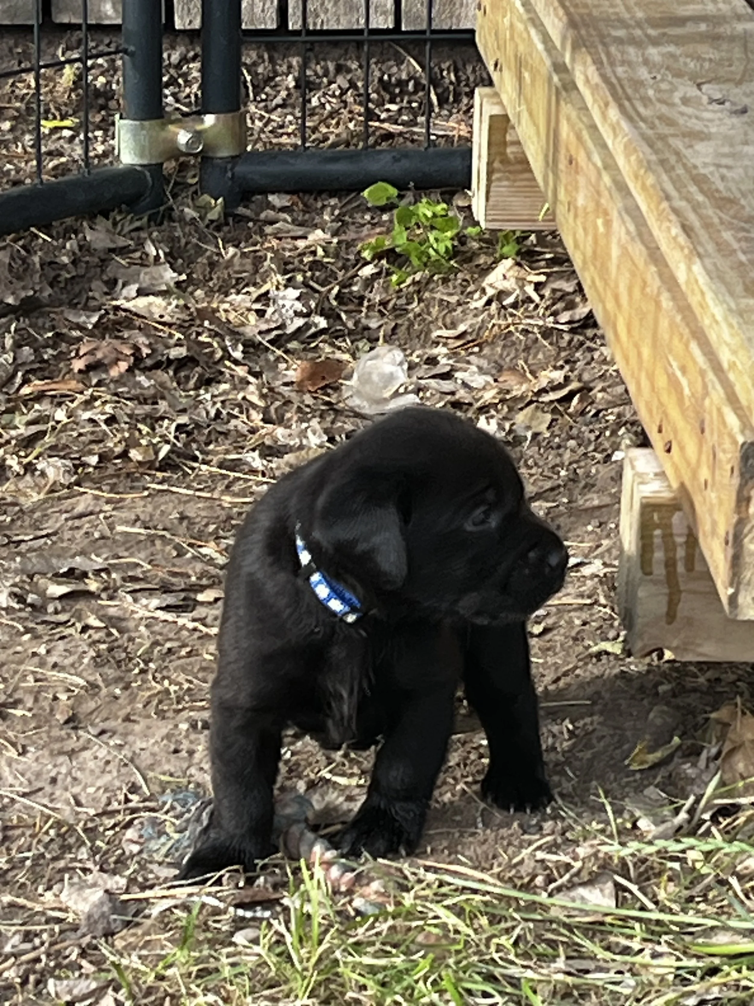 A black puppy sitting on the ground outdoors, next to a wooden structure and a wire fence, with dry leaves and some small plants scattered on the dirt.
