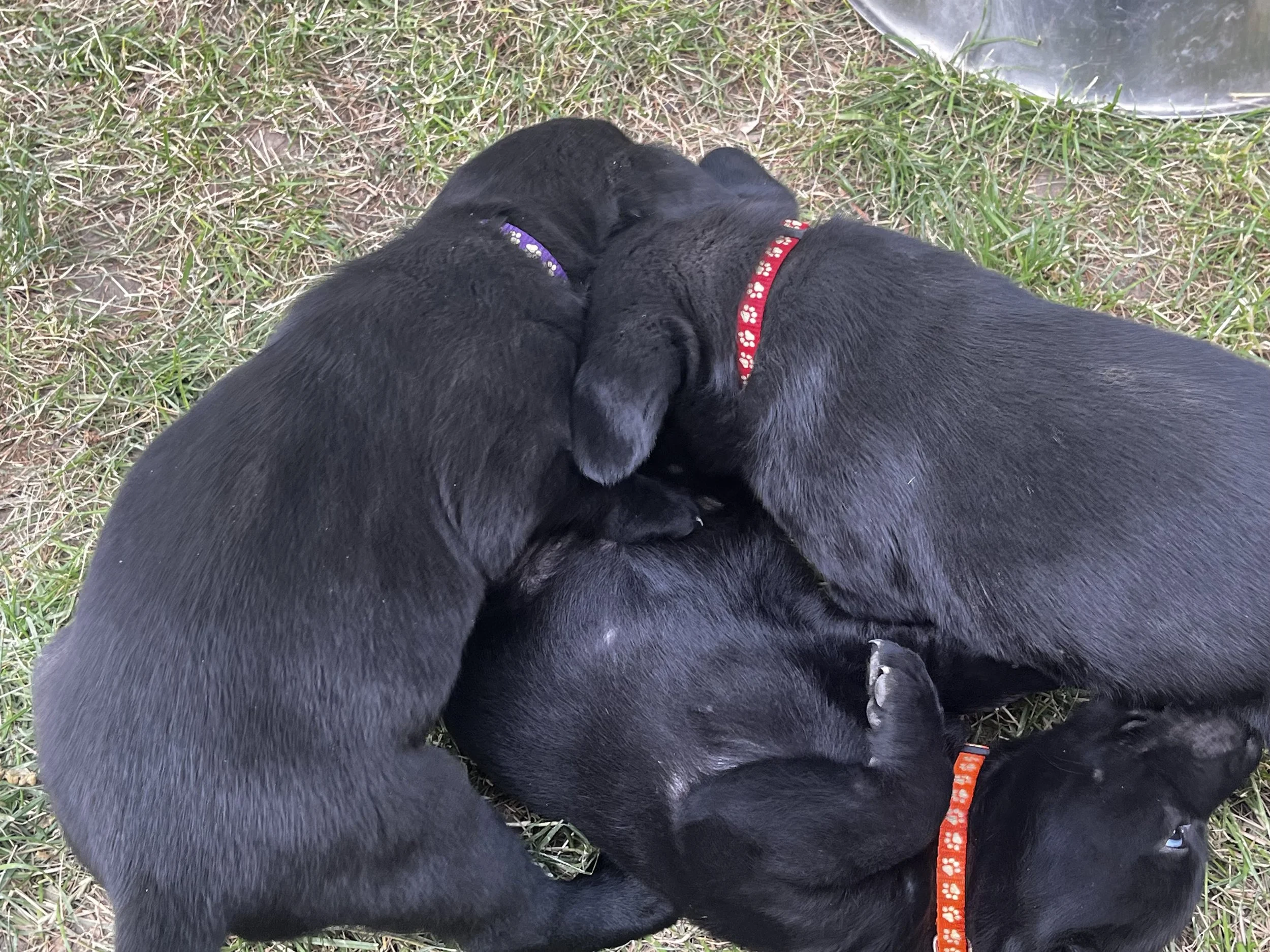 Two black puppies lying close together on grass, one with a purple collar and the other with a red collar, near a metal object.