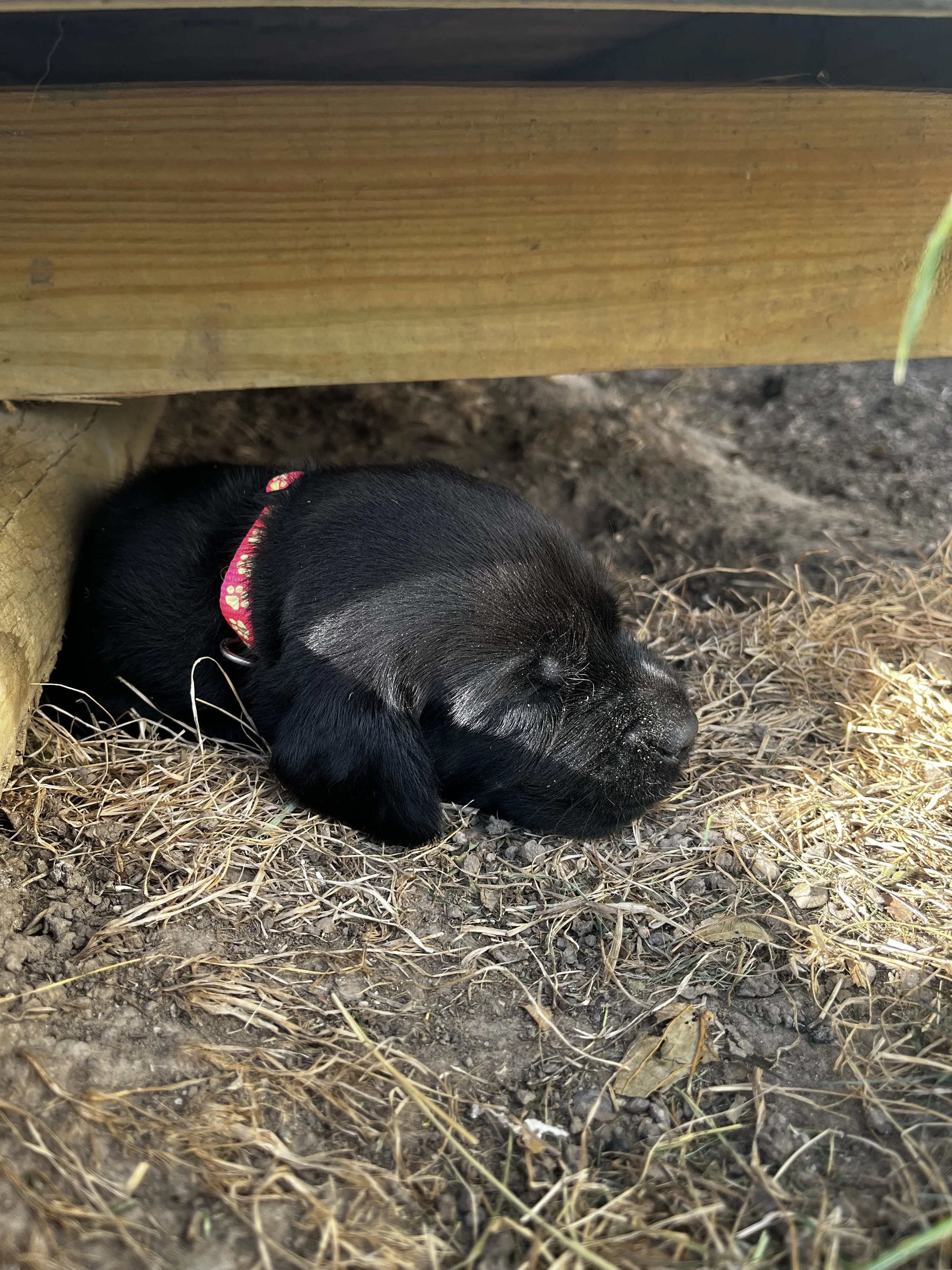 A black puppy with a red collar lying on the ground under a wooden structure with dry grass and soil.