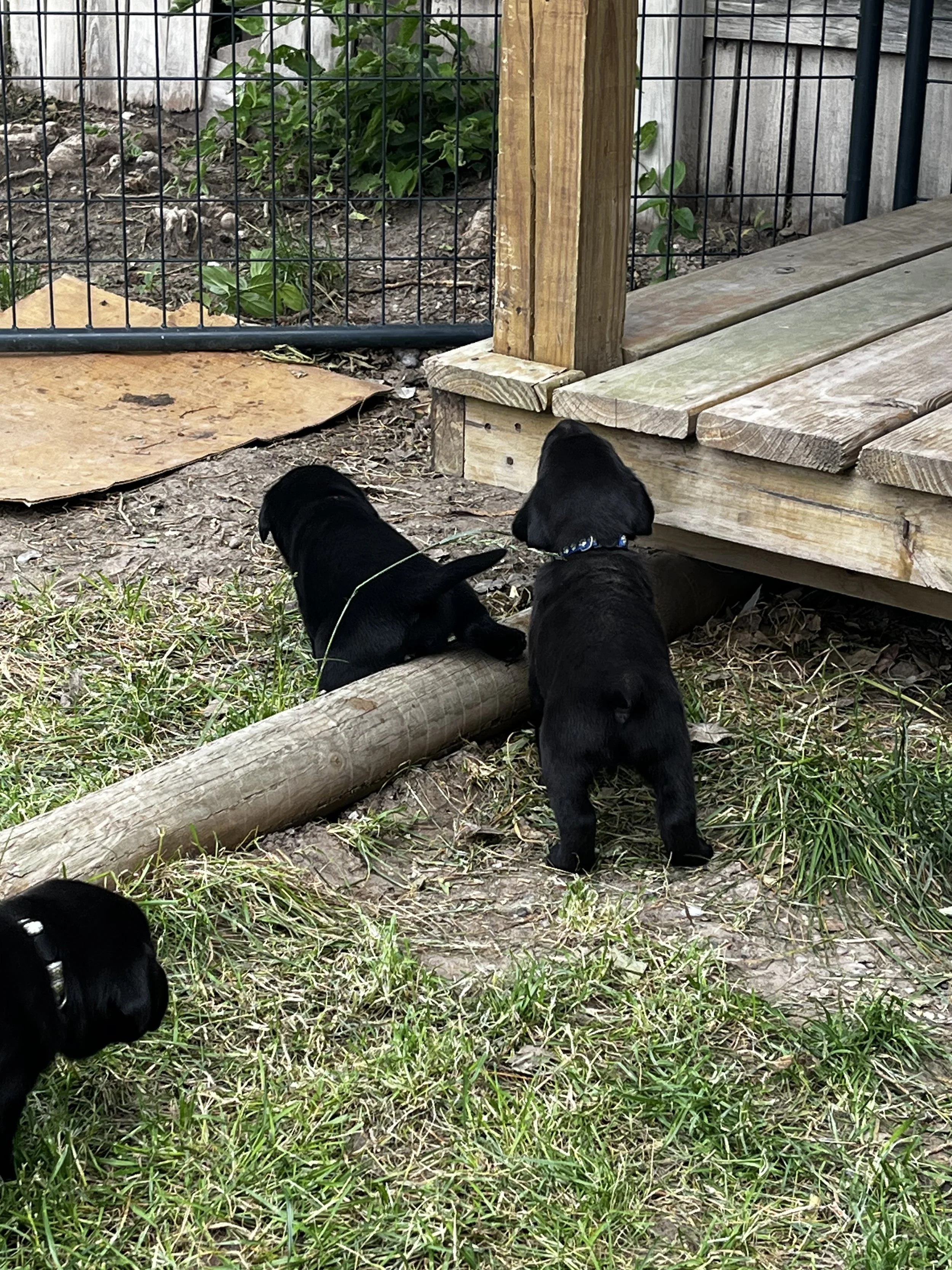 Three black puppies with blue collar tags sitting on grass and dirt next to a wooden and wire fence, with a garden or yard area behind the fence.