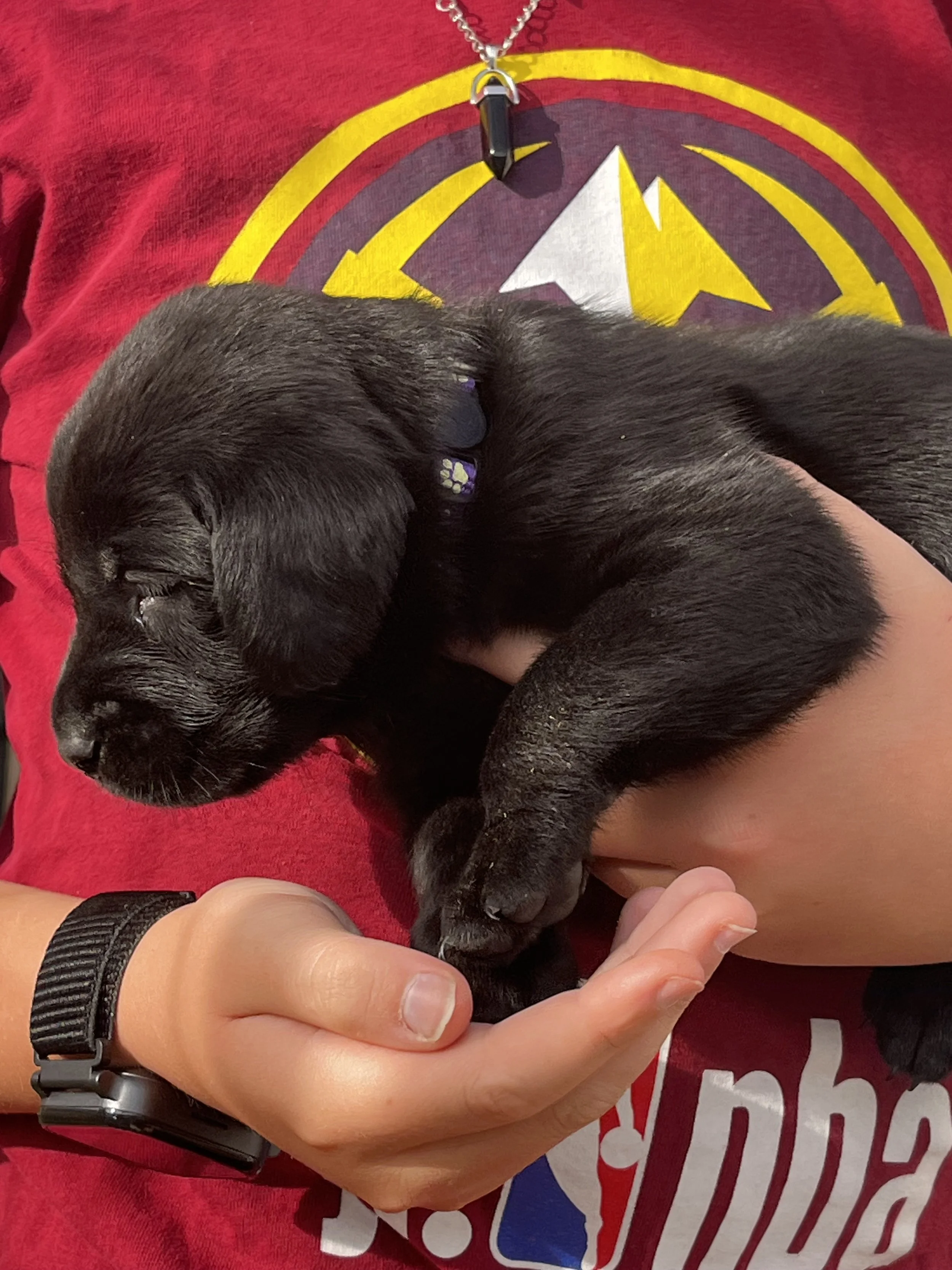 Person holding a sleeping black puppy with a purple collar, wearing a red T-shirt with a colorful logo, and a black wristwatch.