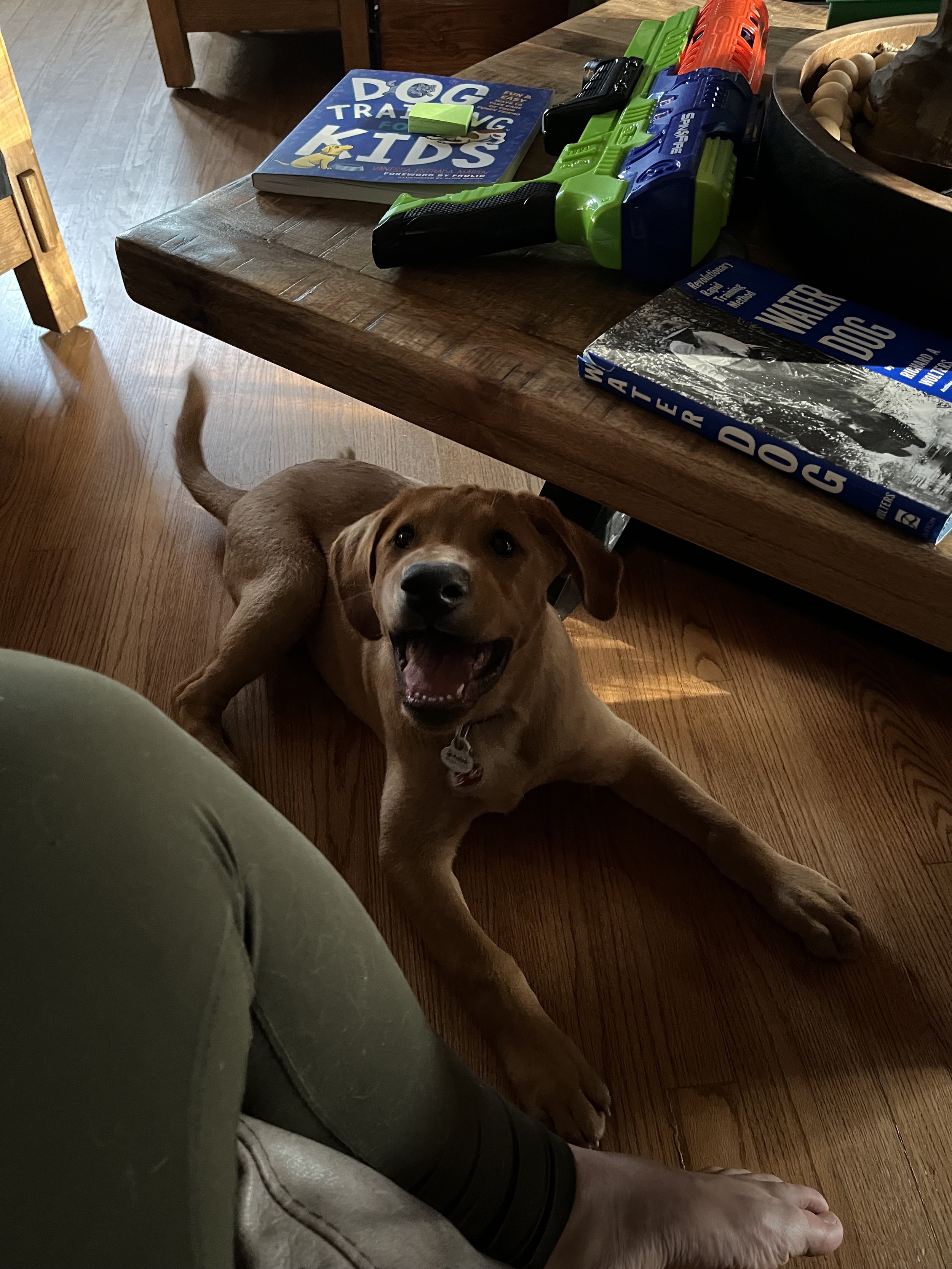A playful puppy lying on a wooden floor, with a person's leg and foot visible in the foreground, a wooden table with books and a toy gun on top, and a chair in the background.