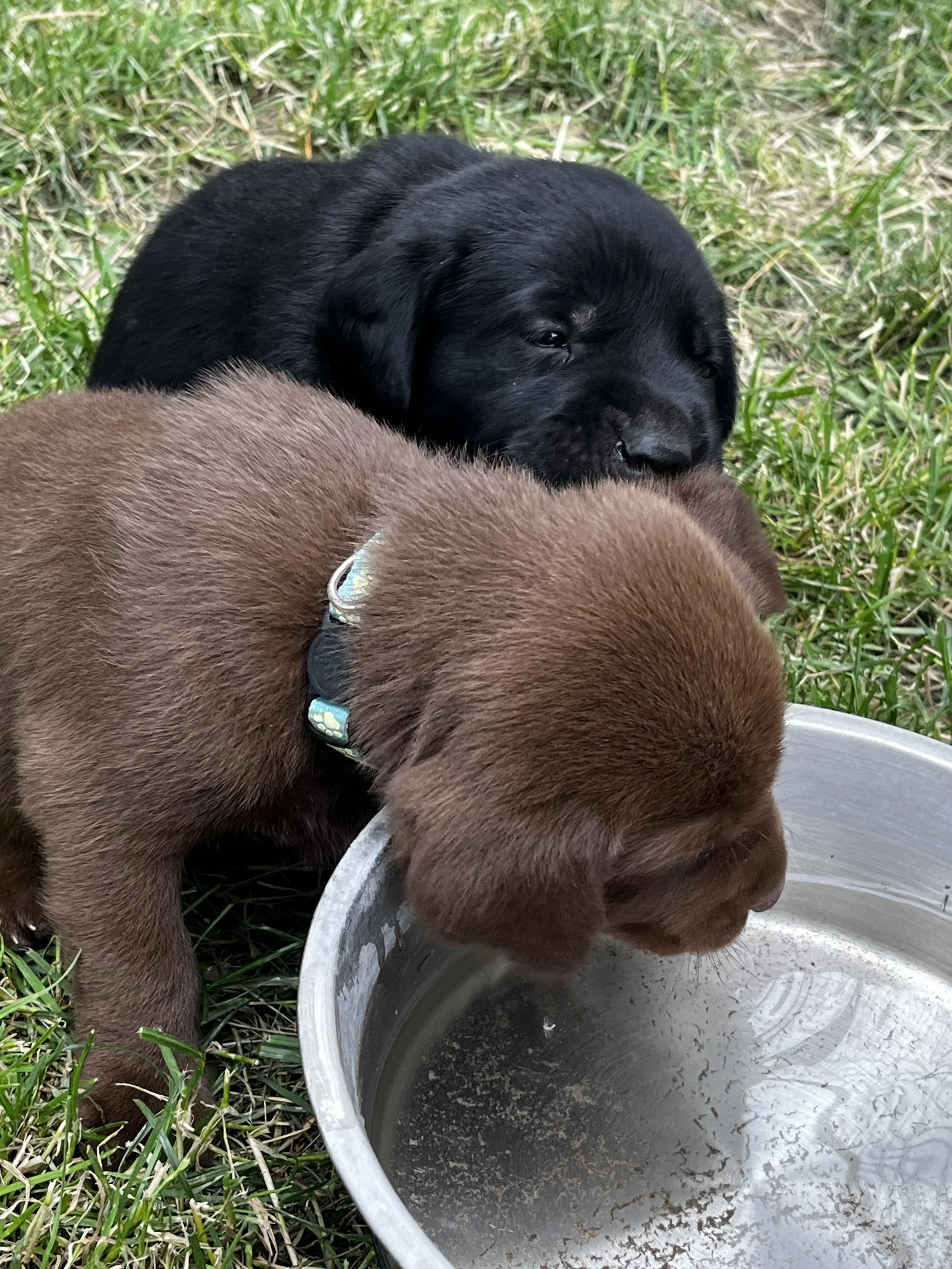 Two puppies, one black and one brown, drinking water from a metal bowl outdoors on grass.