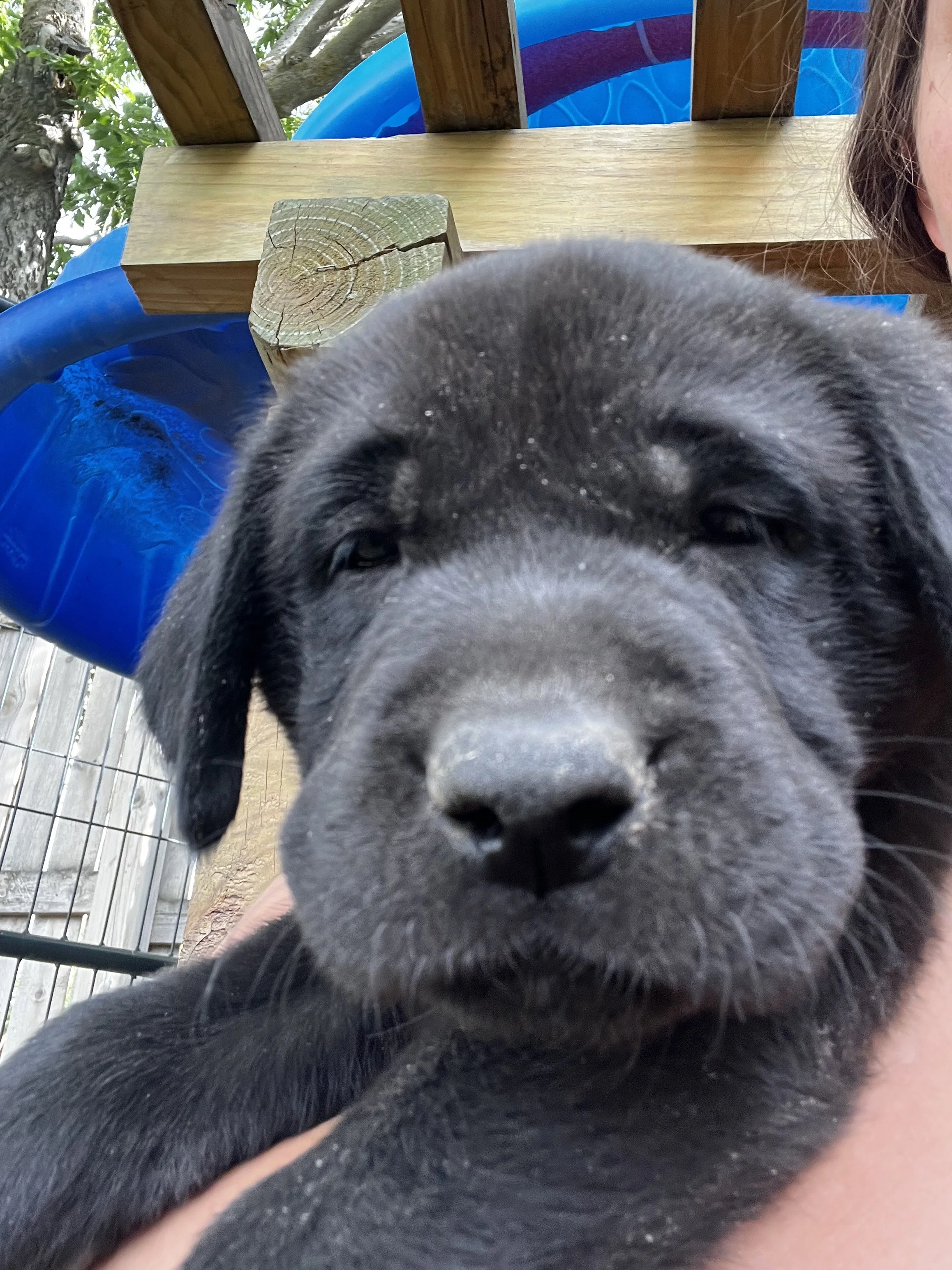 Close-up of a black puppy's face, with its nose and eyes visible, and an outdoor wooden structure with green foliage in the background.