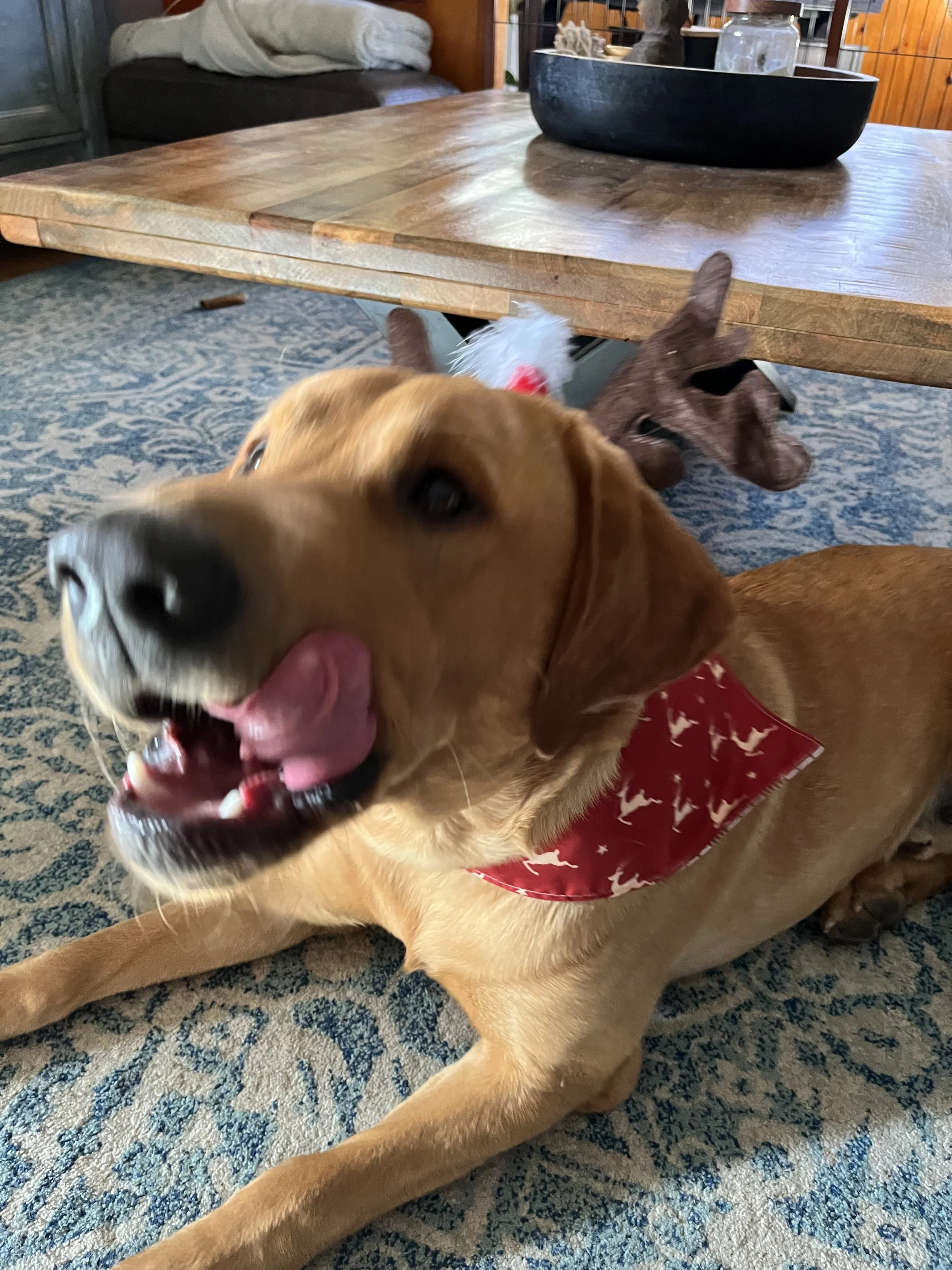 A happy brown dog with a red bandana, lying on a blue patterned rug, with its tongue out and a toy in its mouth. In the background, there is a wooden table and some furniture.