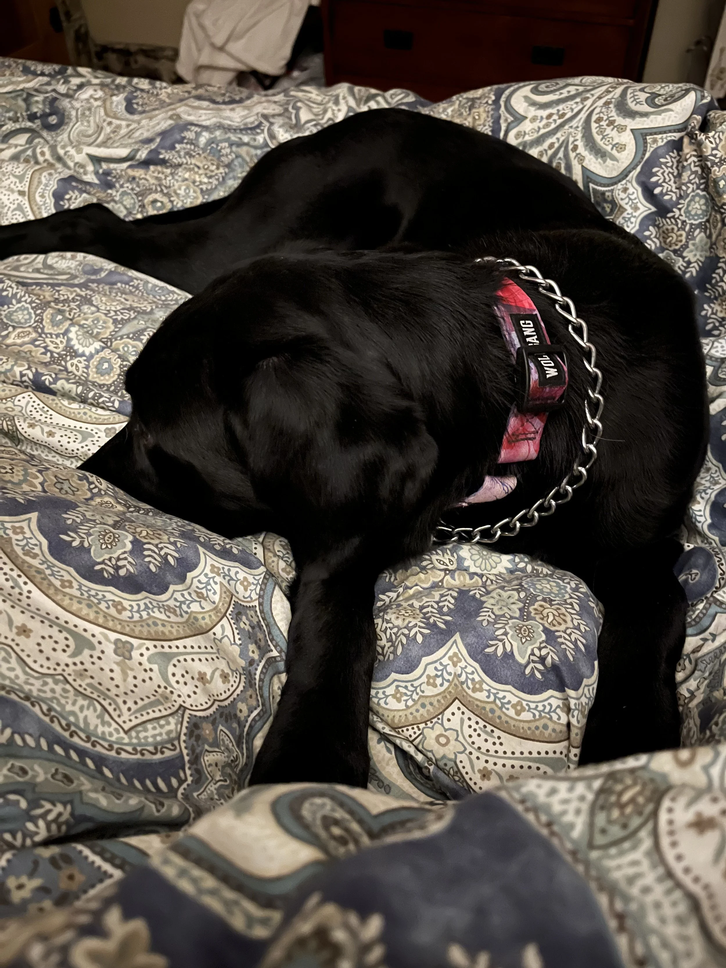 A black dog lying down on a bed with a blue, white, and gray patterned bedspread. The dog is wearing a collar with a chain. In the background, there is a dresser and some clothes.