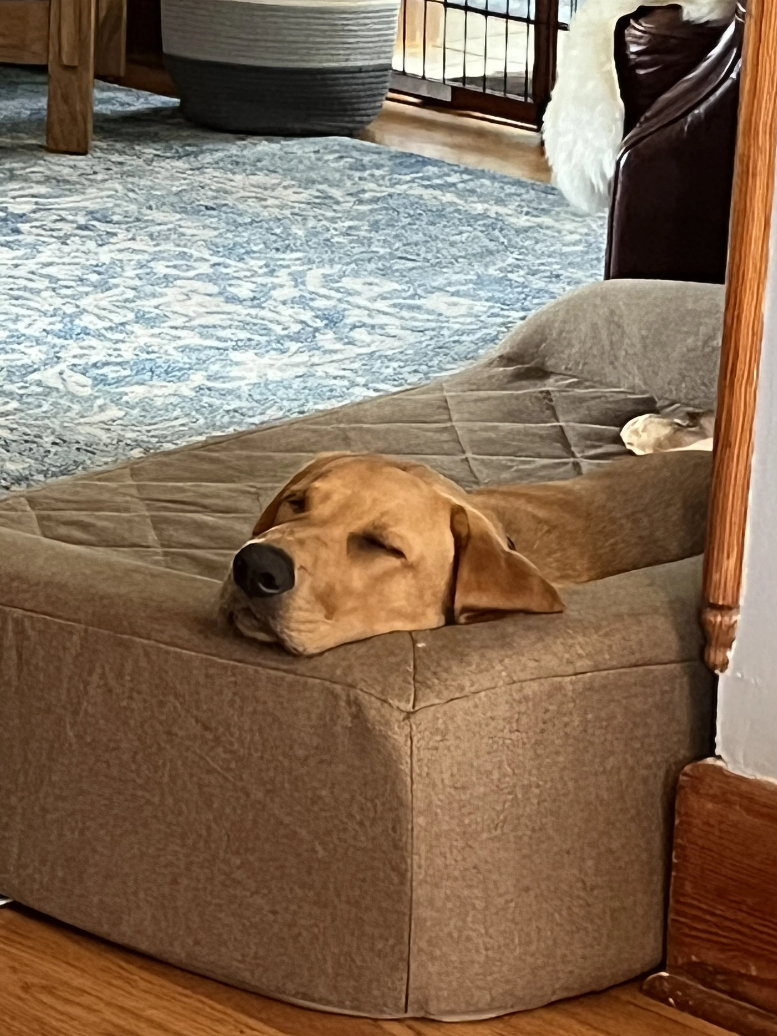 A dog is sleeping on a beige sofa with a textured fabric, resting its head on the armrest. The sofa is in a room with wooden floors and furniture, and a blue patterned rug is partially visible on the floor.
