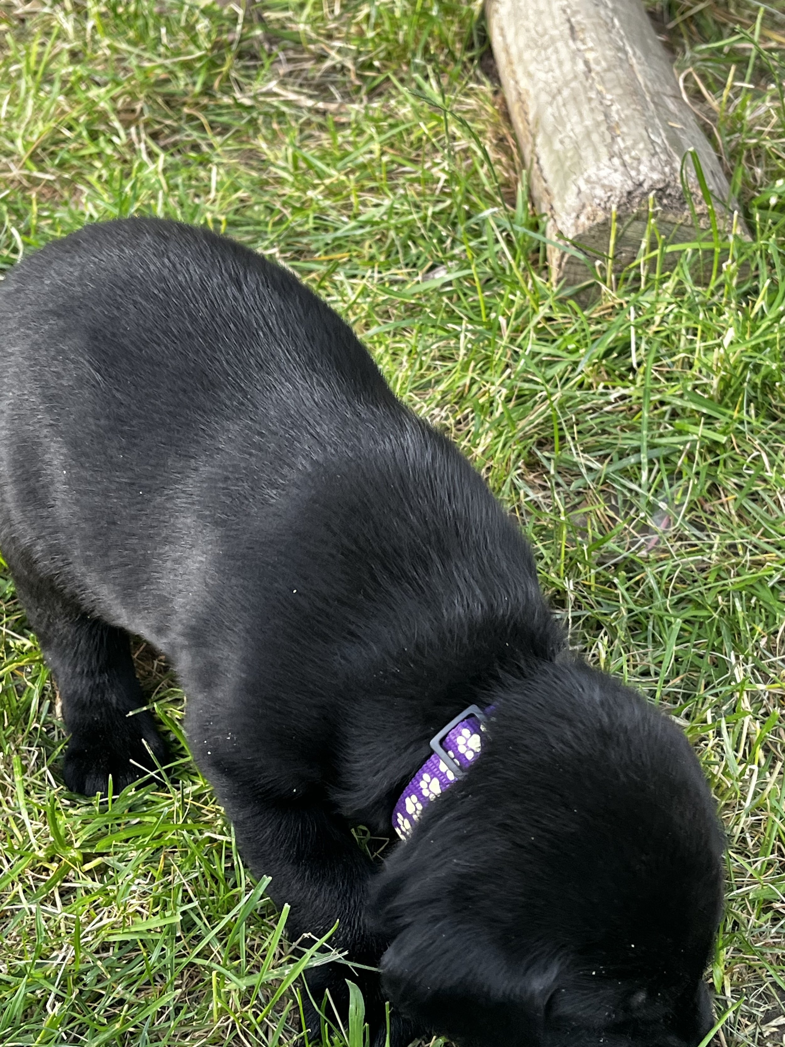 A black puppy with a purple collar with white paw prints, outdoor grass, and a small tree trunk.
