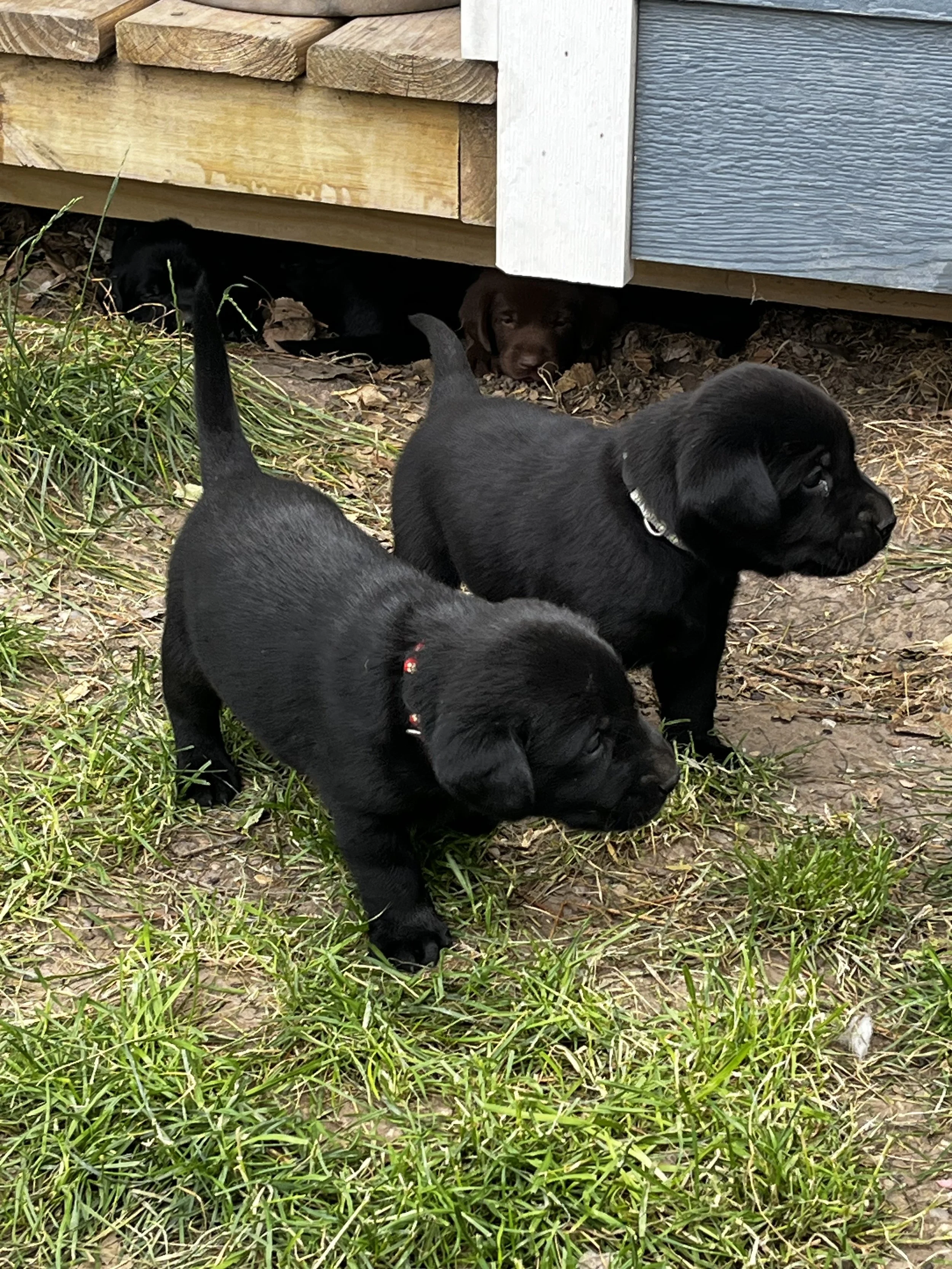 Four black puppies playing outdoors beneath a wooden porch with grass and dirt on the ground.