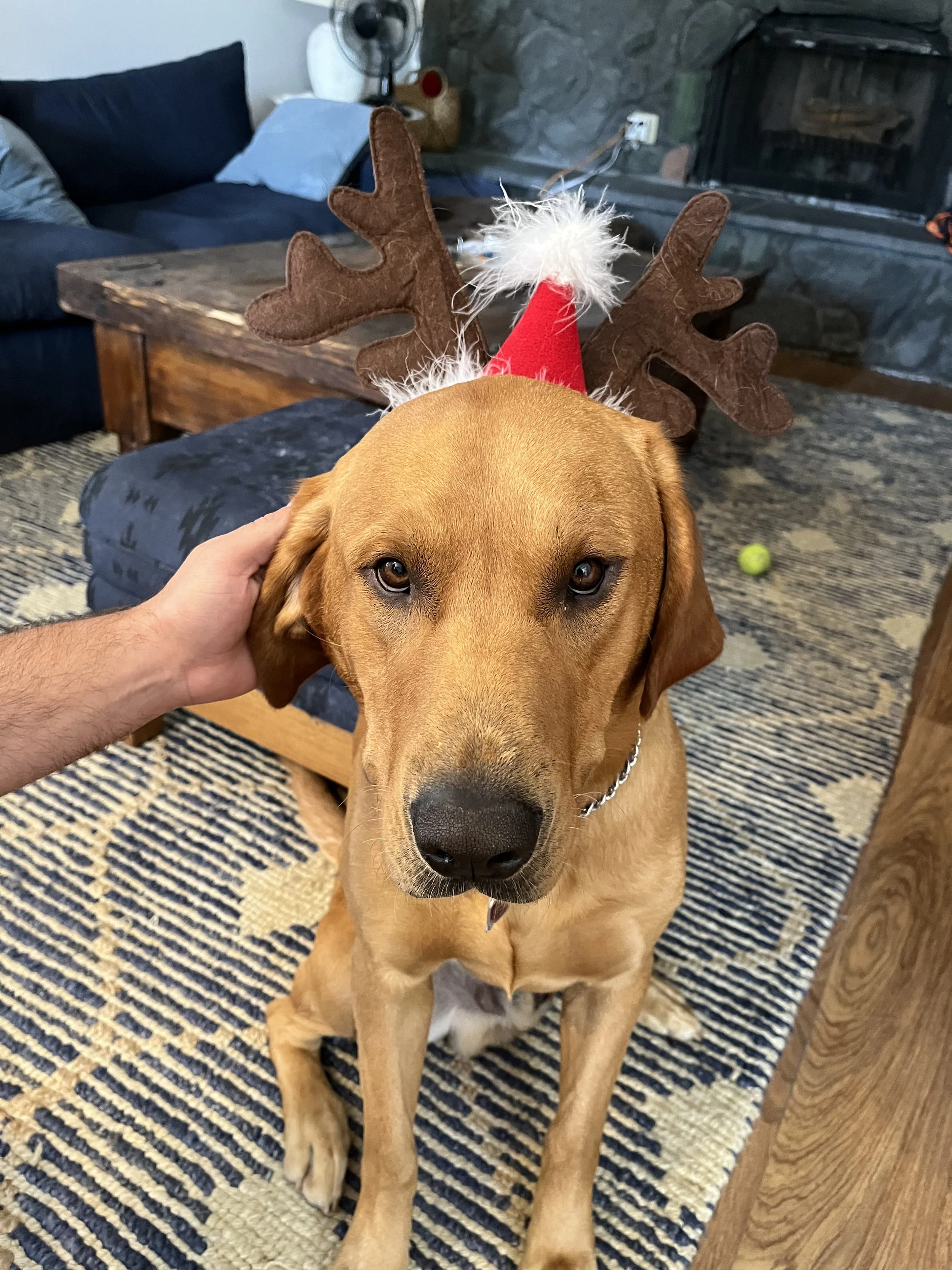 A golden retriever dog wearing reindeer antlers and a red Santa hat in a living room. A person's hand is petting the dog, and there is a green tennis ball on the floor behind the dog. The room has a wooden coffee table, a dark blue couch with light b