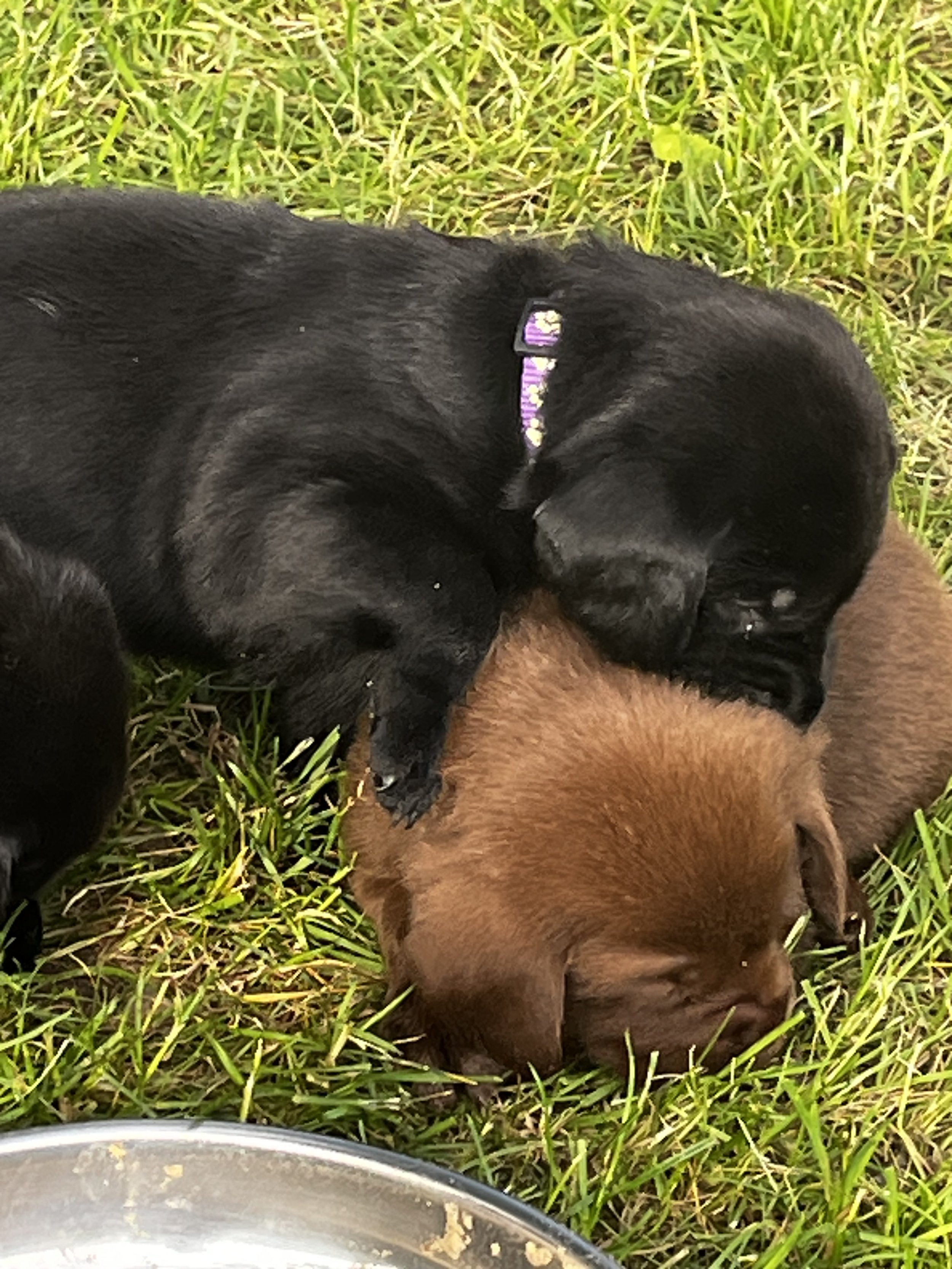 Black and brown puppies lying on green grass, with a metal bowl in the foreground.