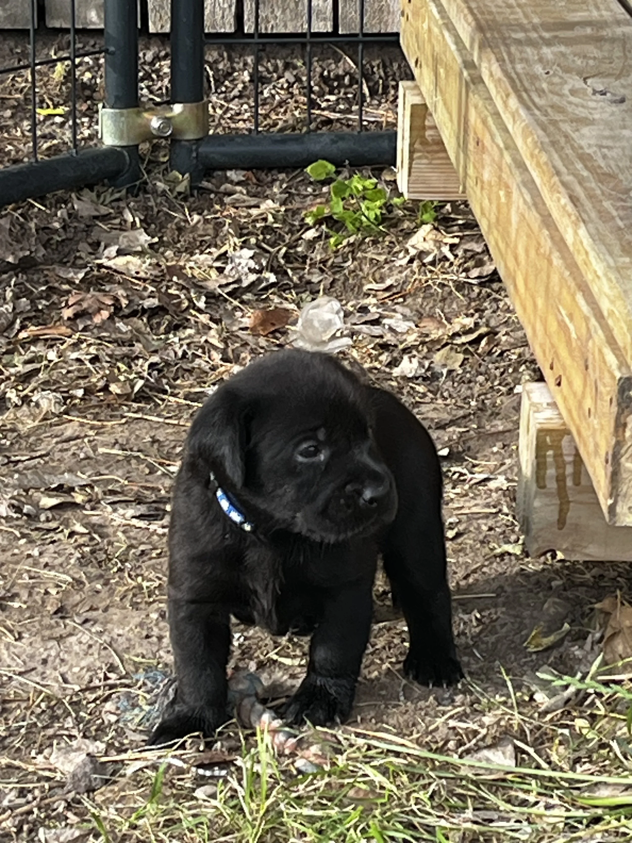A black puppy with a blue collar sitting on dirt and leaves outdoors near a wooden structure and a metal fence.