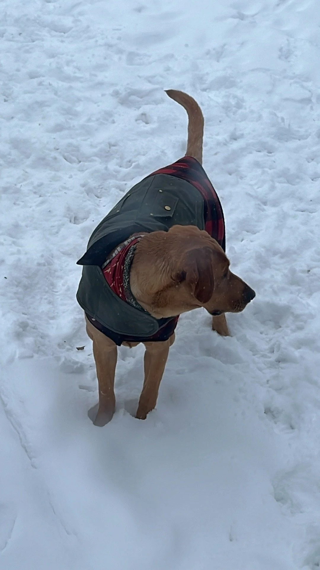 A dog standing in snow, wearing a black jacket and a red bandana.