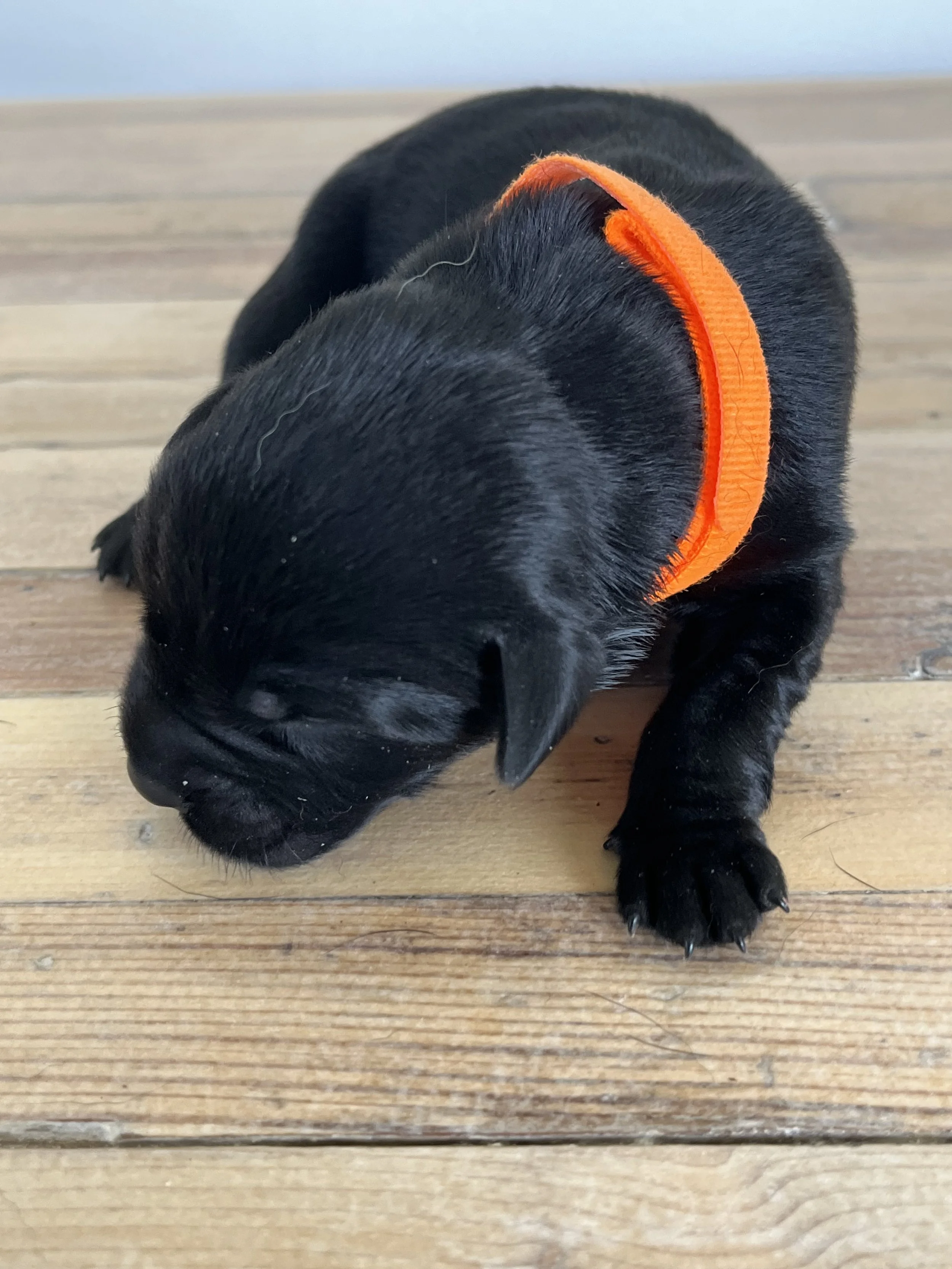 Orange collar - Jupiter Jones
