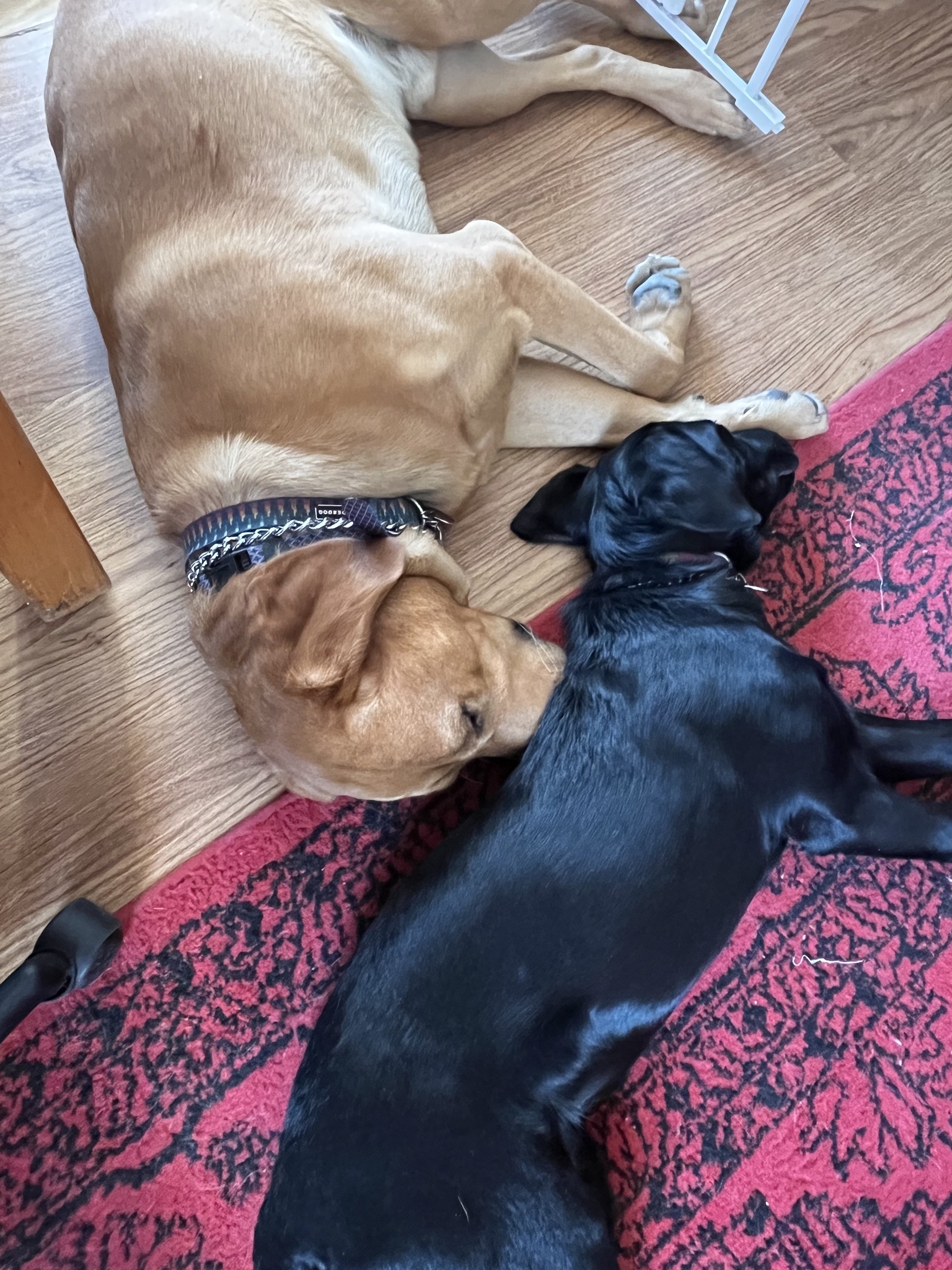 Two dogs, one large brown and the other smaller black, are lying on a red and black patterned rug on a wooden floor. They are resting close to each other with their heads touching.