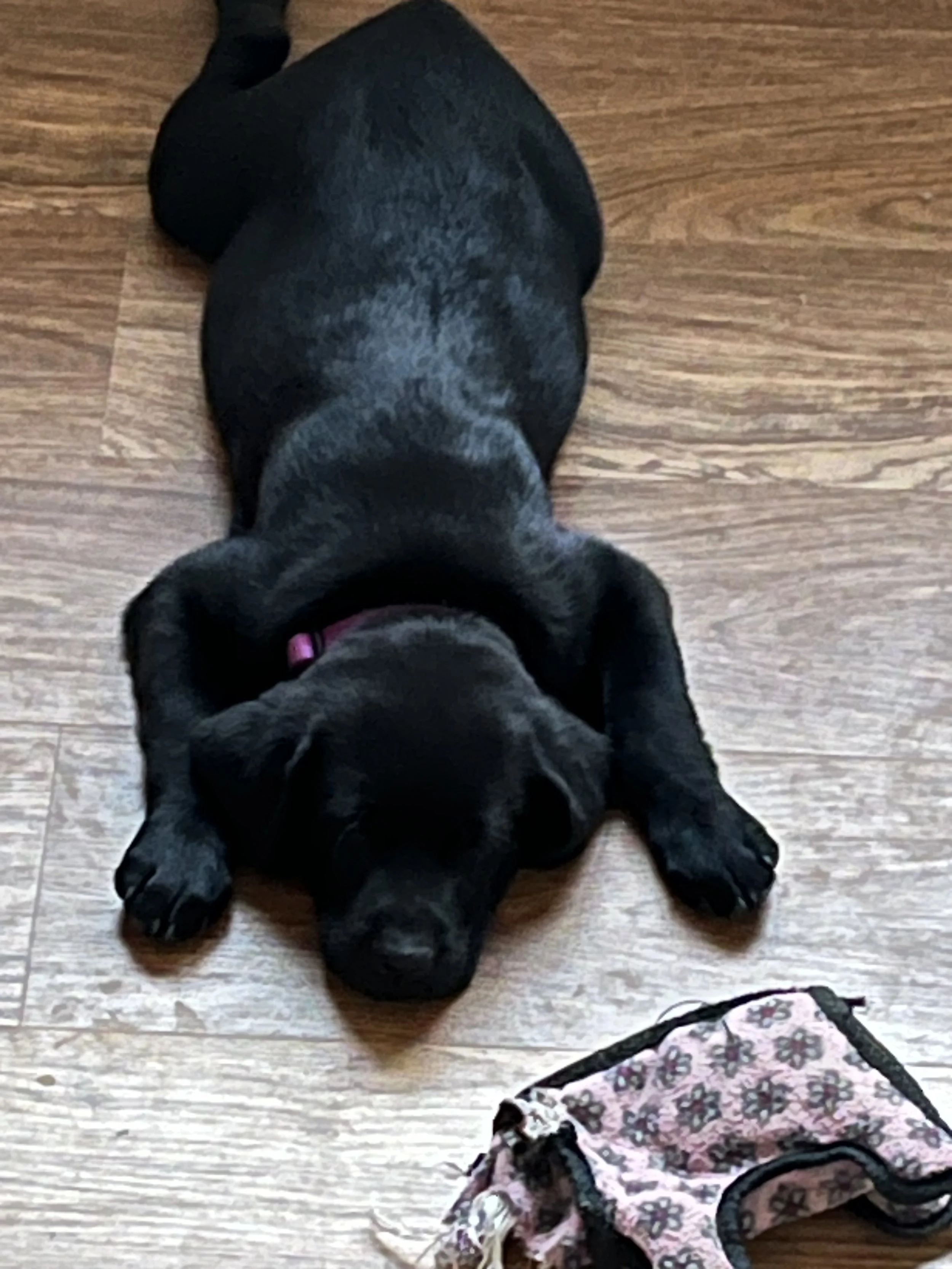 A small black puppy with a pink collar lying on a wooden floor. Next to the puppy is a pink and black floral patterned backpack.