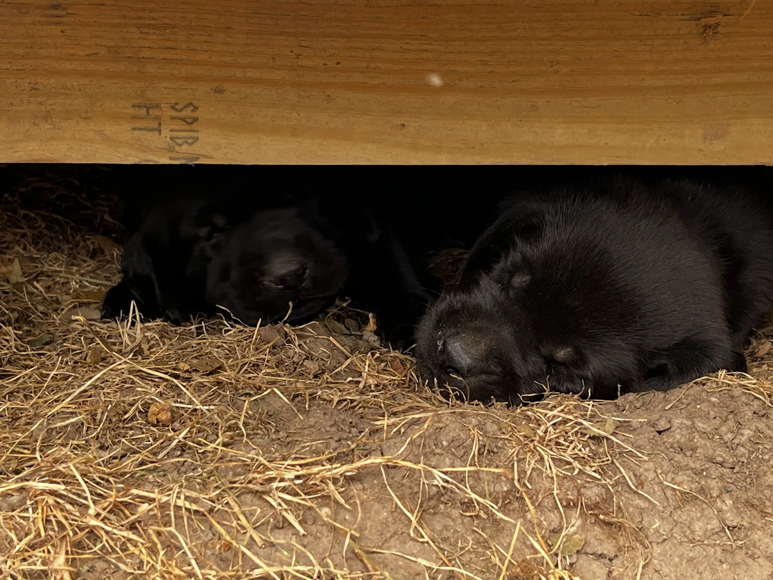 Two puppies, one black and some with brown markings, resting on a bed of dry leaves and dirt under a wooden surface.