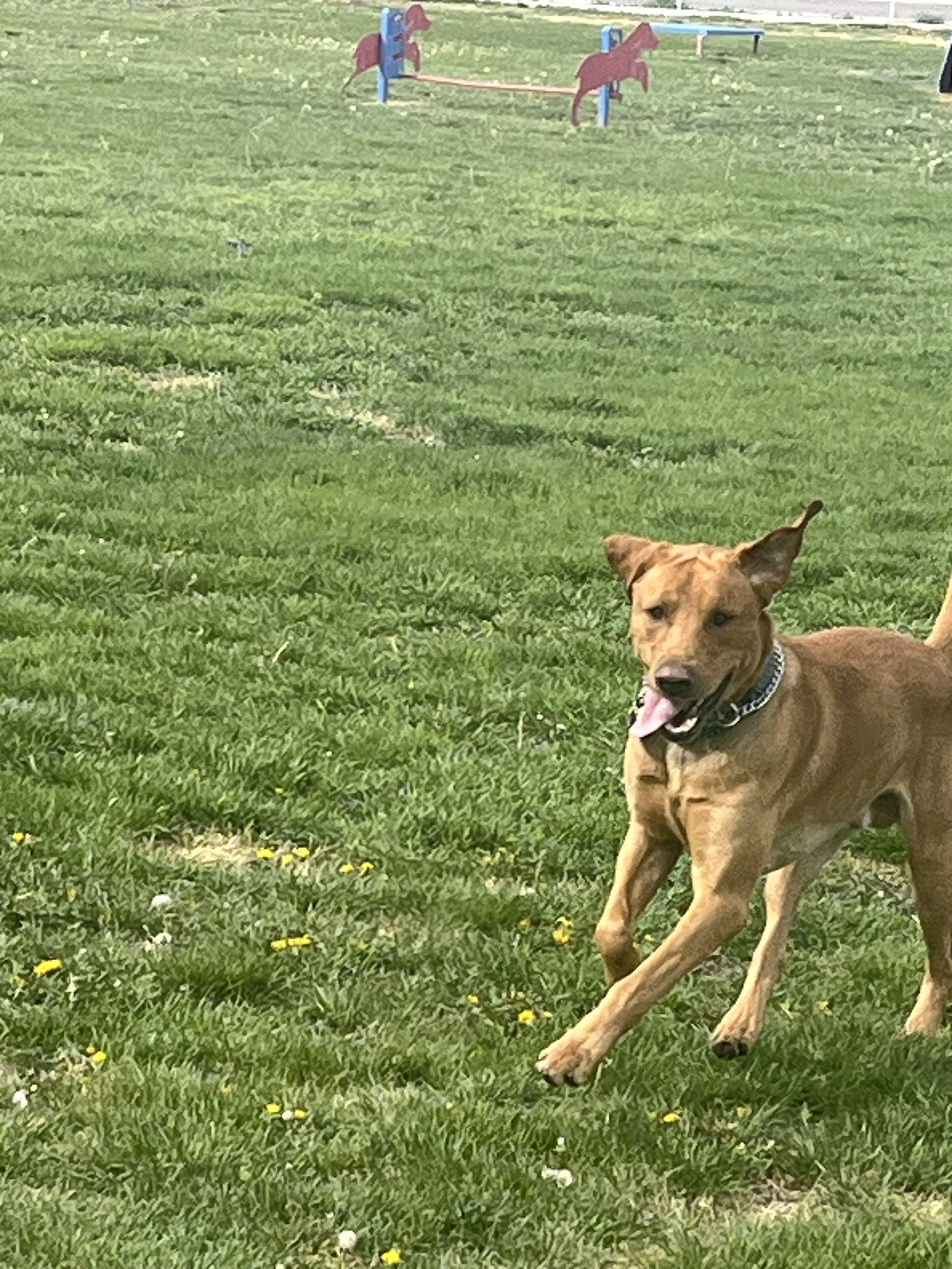 A brown dog with a black collar is running in a grassy park with yellow and white flowers, with two red and blue horse-shaped playground structures in the background.