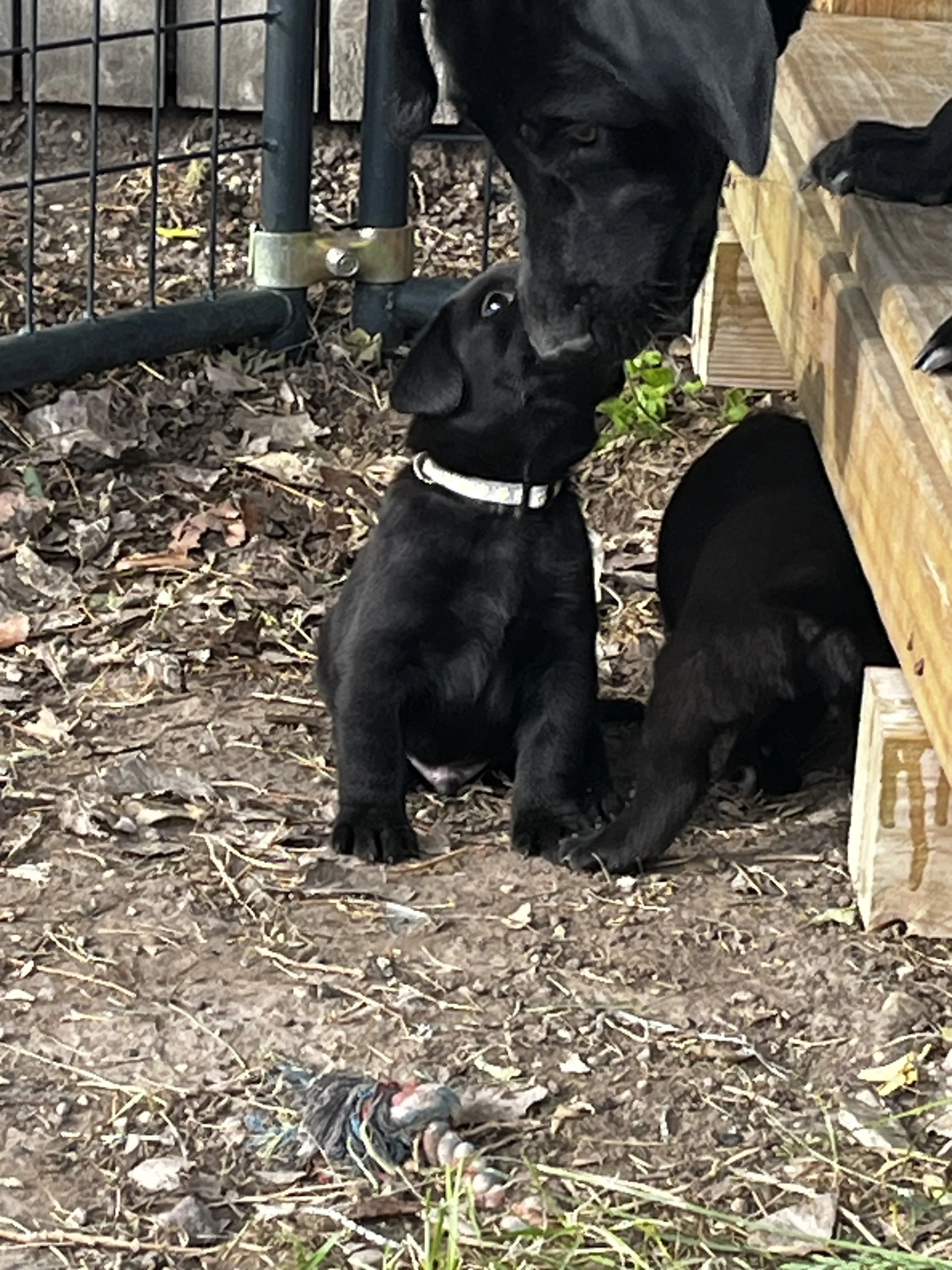 Three black puppies with white chest markings are outside on leaf-covered ground near a wooden structure and metal fence. One puppy is sitting and looking at the camera, while another is drinking or sniffing the ground. An object with colorful string