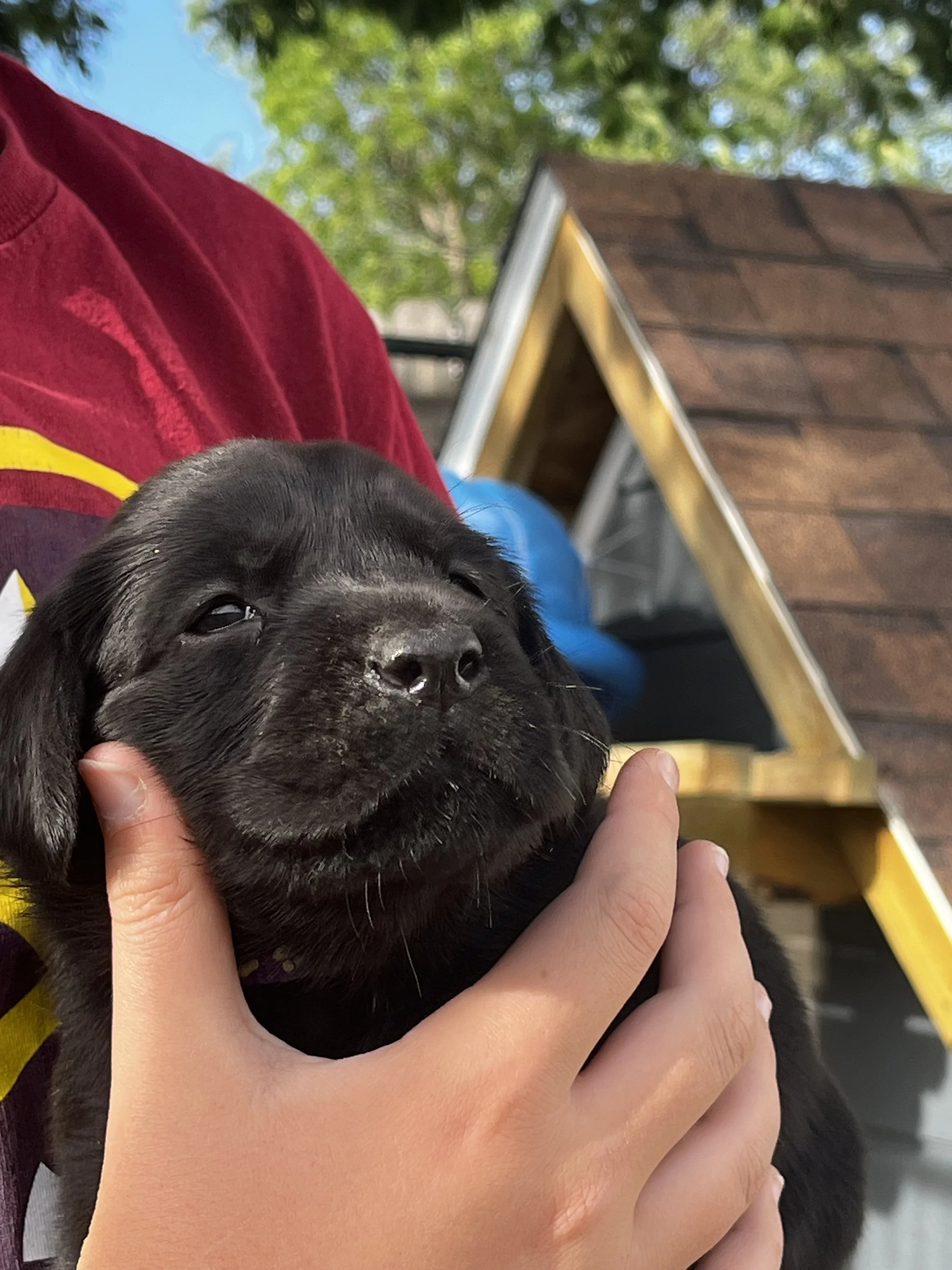 A person holding a black puppy with floppy ears and dark eyes outdoors, with a house and green trees in the background.