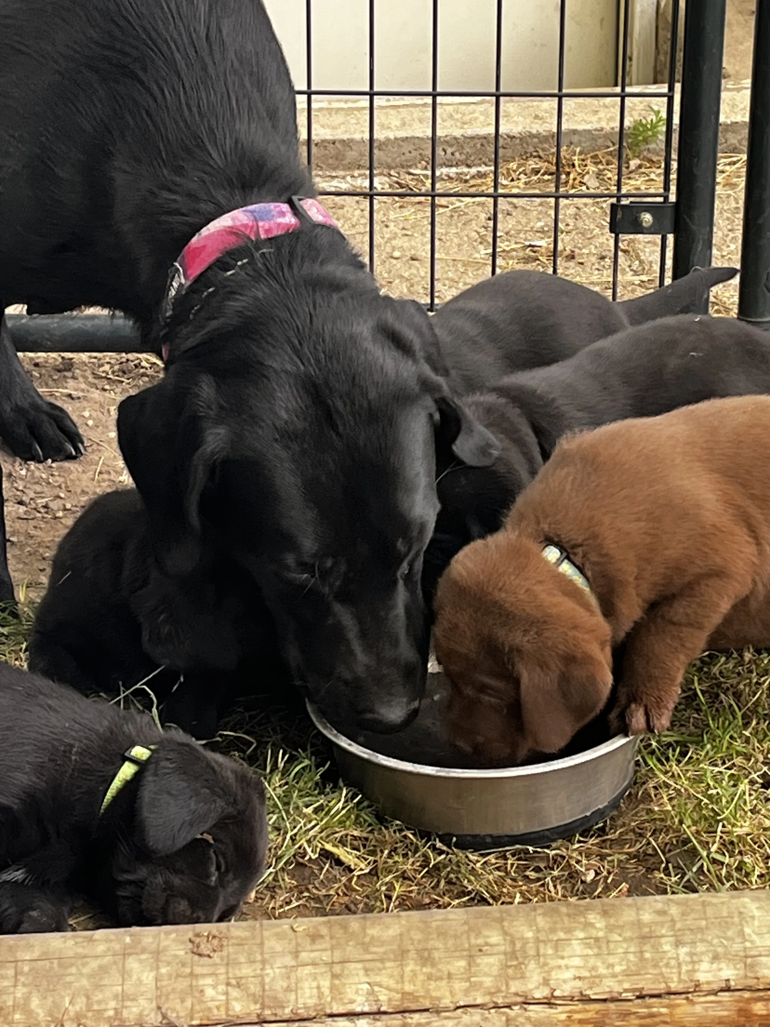 Multiple puppies, mostly black with one brown, gathered around a feeding dish outside on dirt and grass.